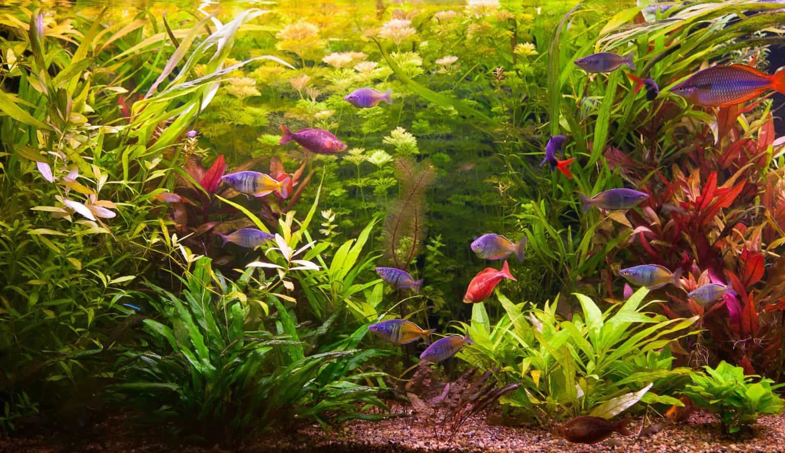 can-river-and-pond-plants-thrive-in-a-freshwater-aquarium-plant