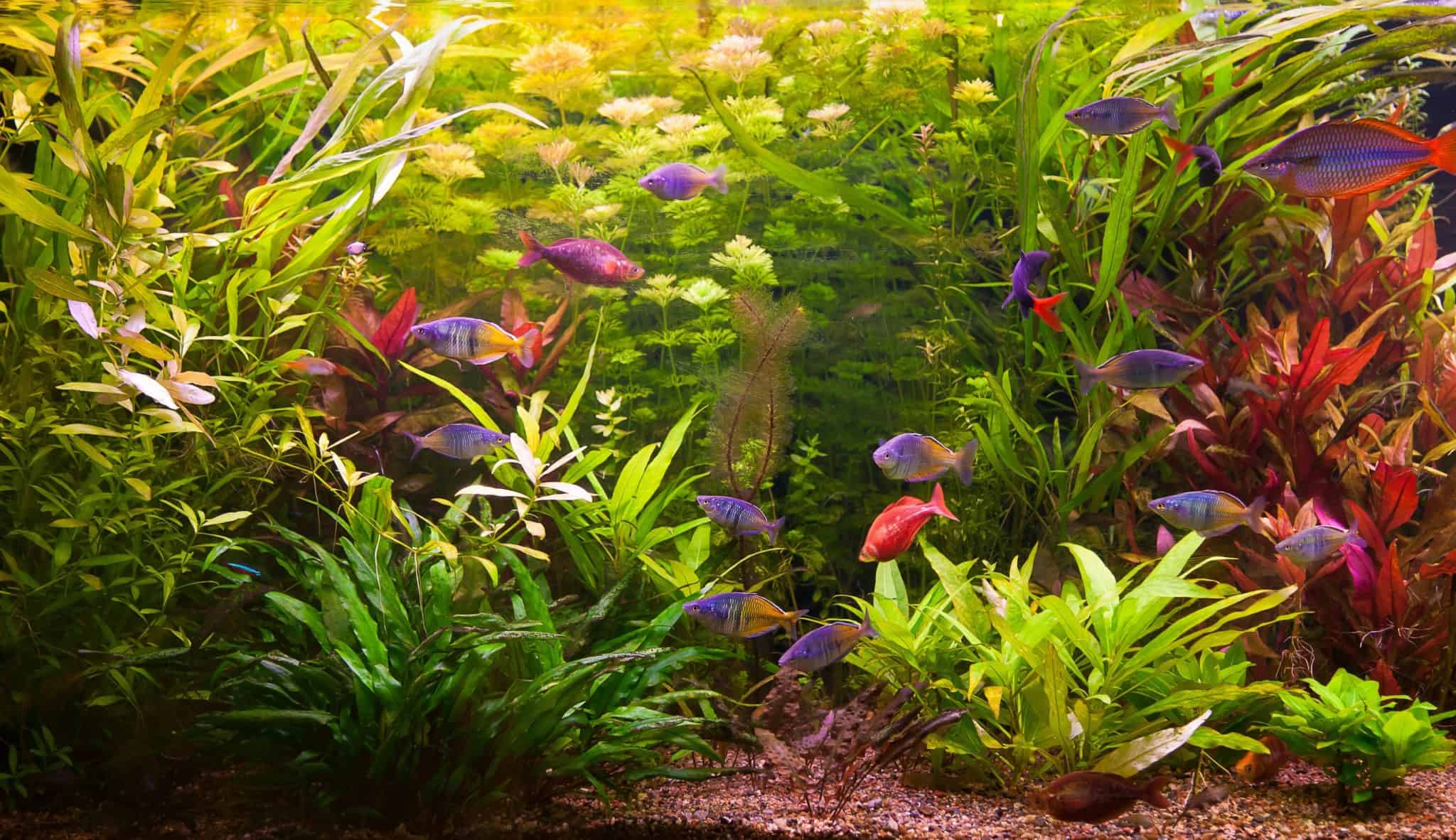 Can River and Pond Plants Thrive in a Freshwater Aquarium? - Plant ...