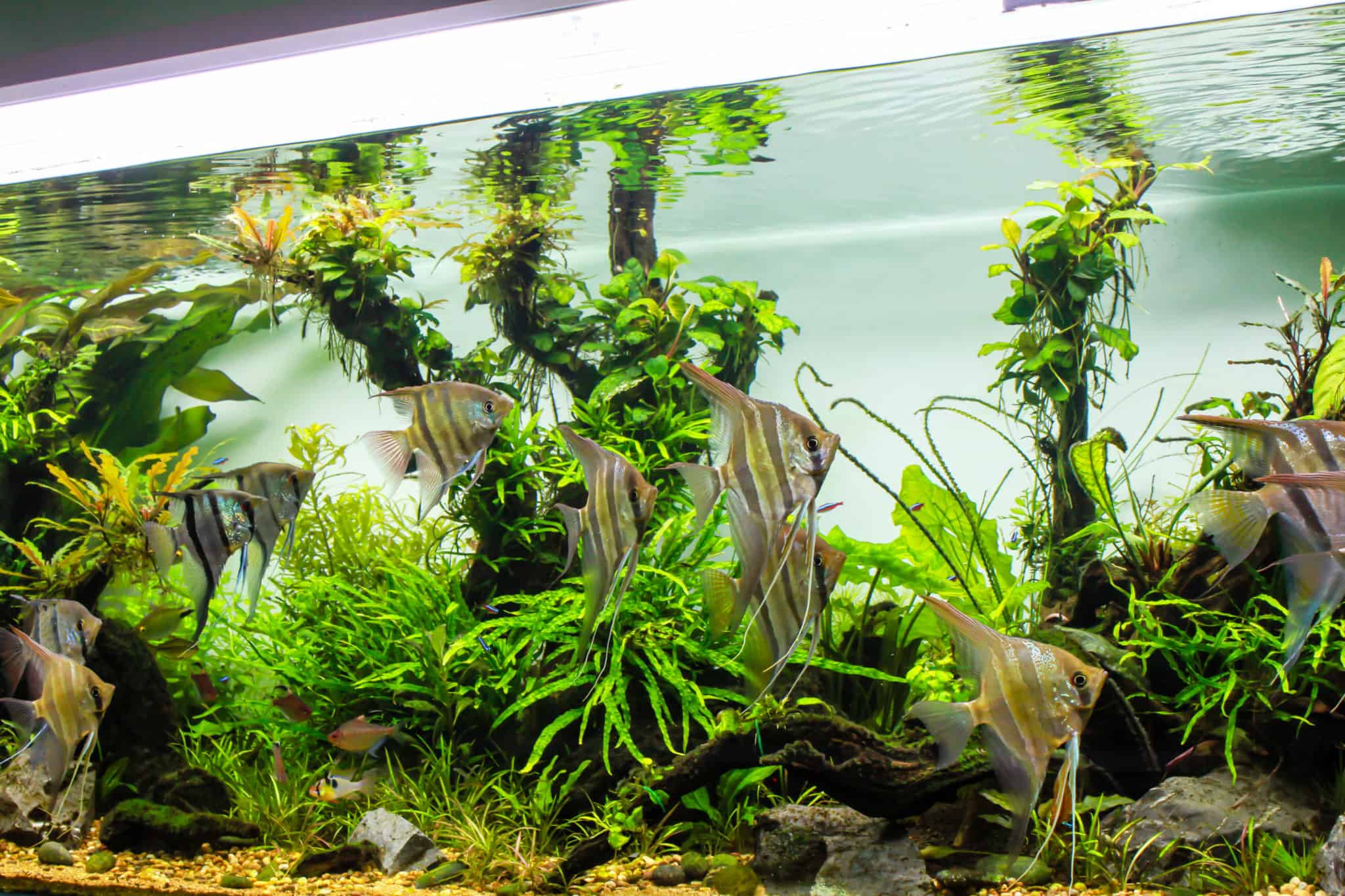 Can River and Pond Plants Thrive in a Freshwater Aquarium? - Plant 