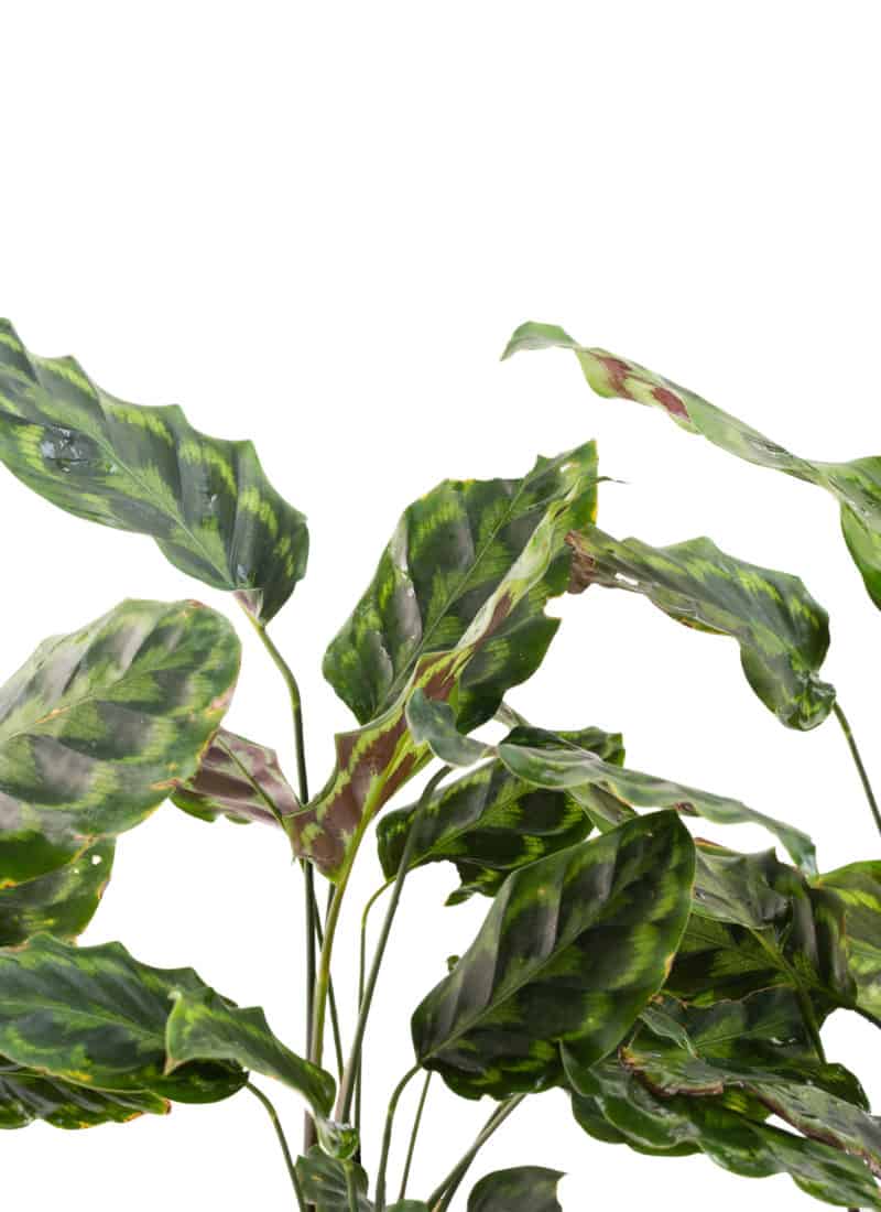 Calathea Houseplants – How to Care for Them, Varieties & Helpful Tips