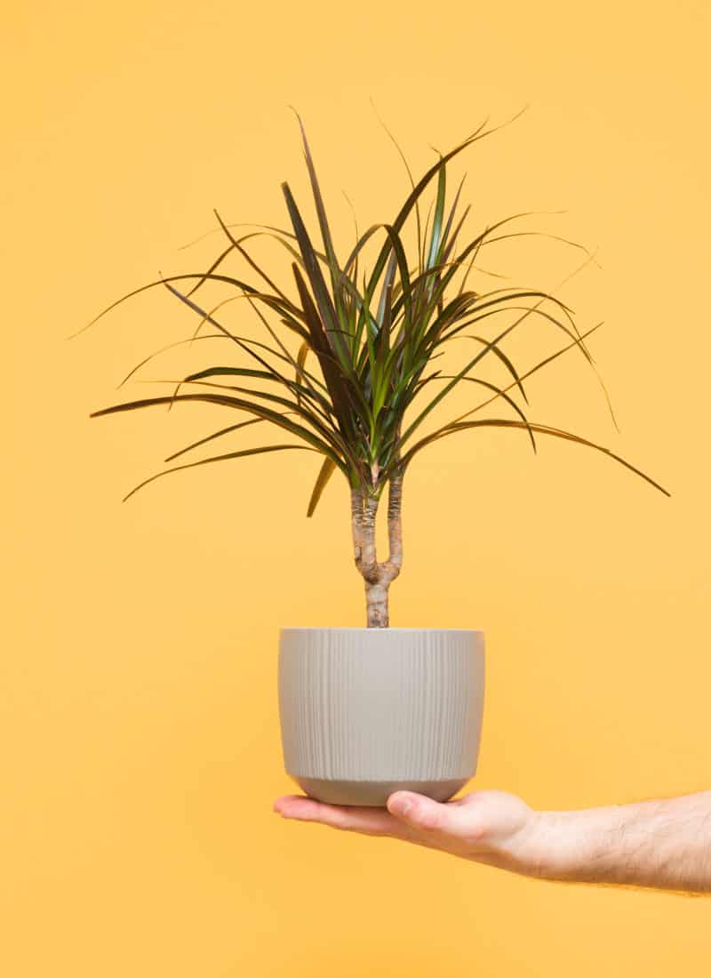 How to Save a Dying Dracaena (Corn Plant) – Pictures & All Possible Causes