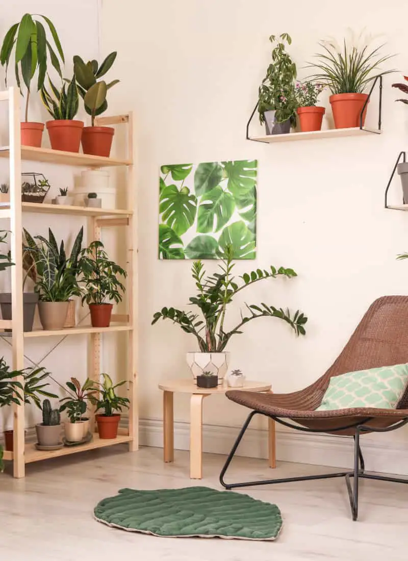 6 Must-Have Types of Houseplants to Complete Your Home Decor