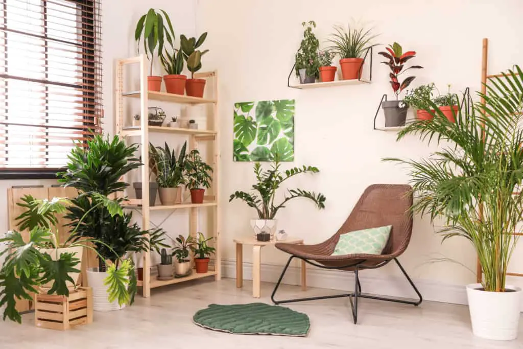 Blog - Plant House Aesthetic