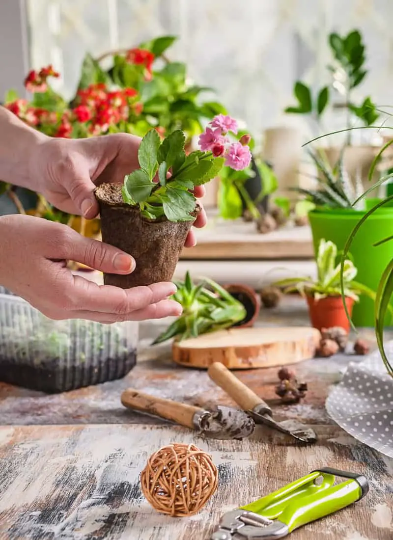 The 4 Basic But Very Important Elements of Houseplant Care