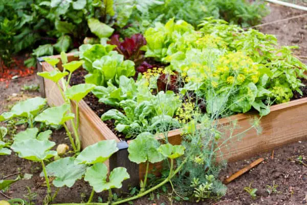 Why Grow a Food Garden in the Front Yard – With Helpful Tips - Plant