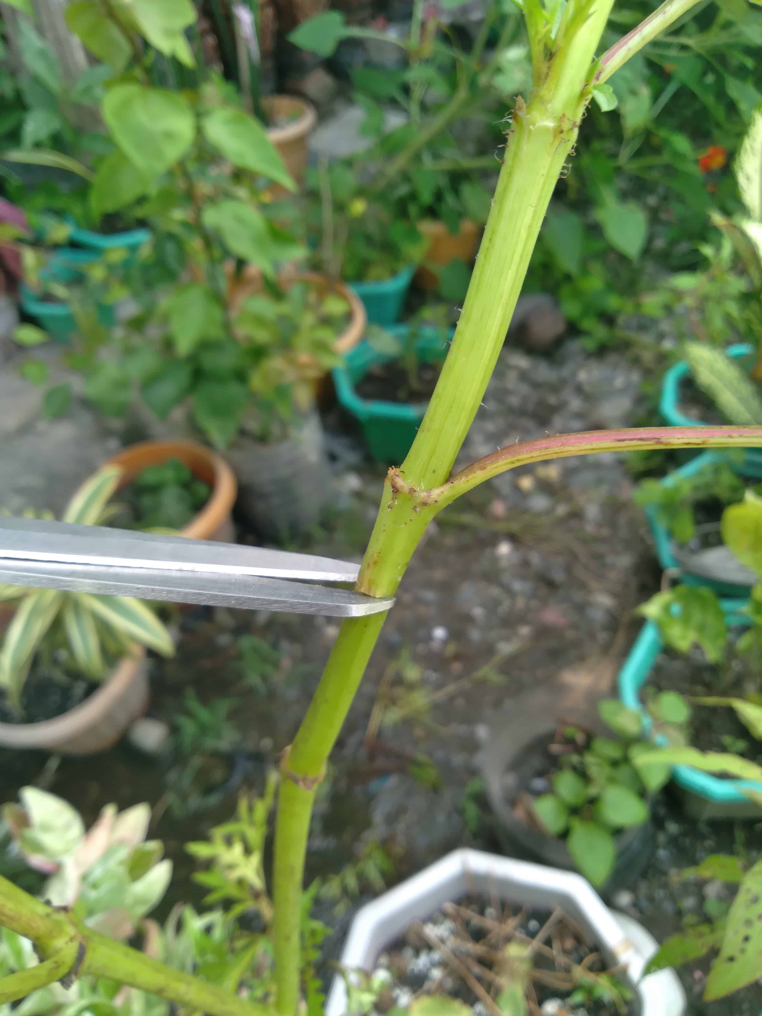 Making a small cut/incision on a plant's stem below a node