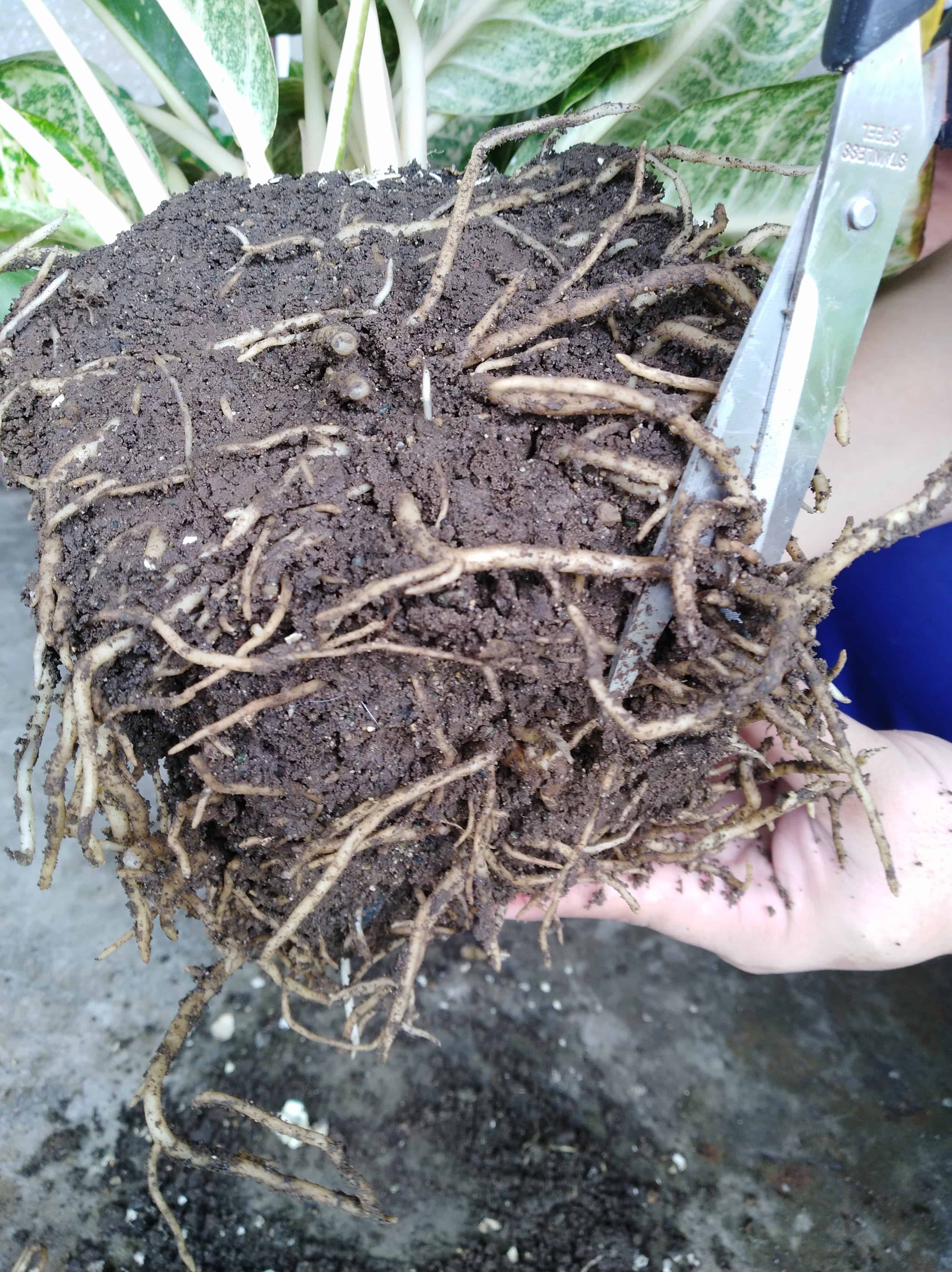Trimming off long roots circling the rootball.