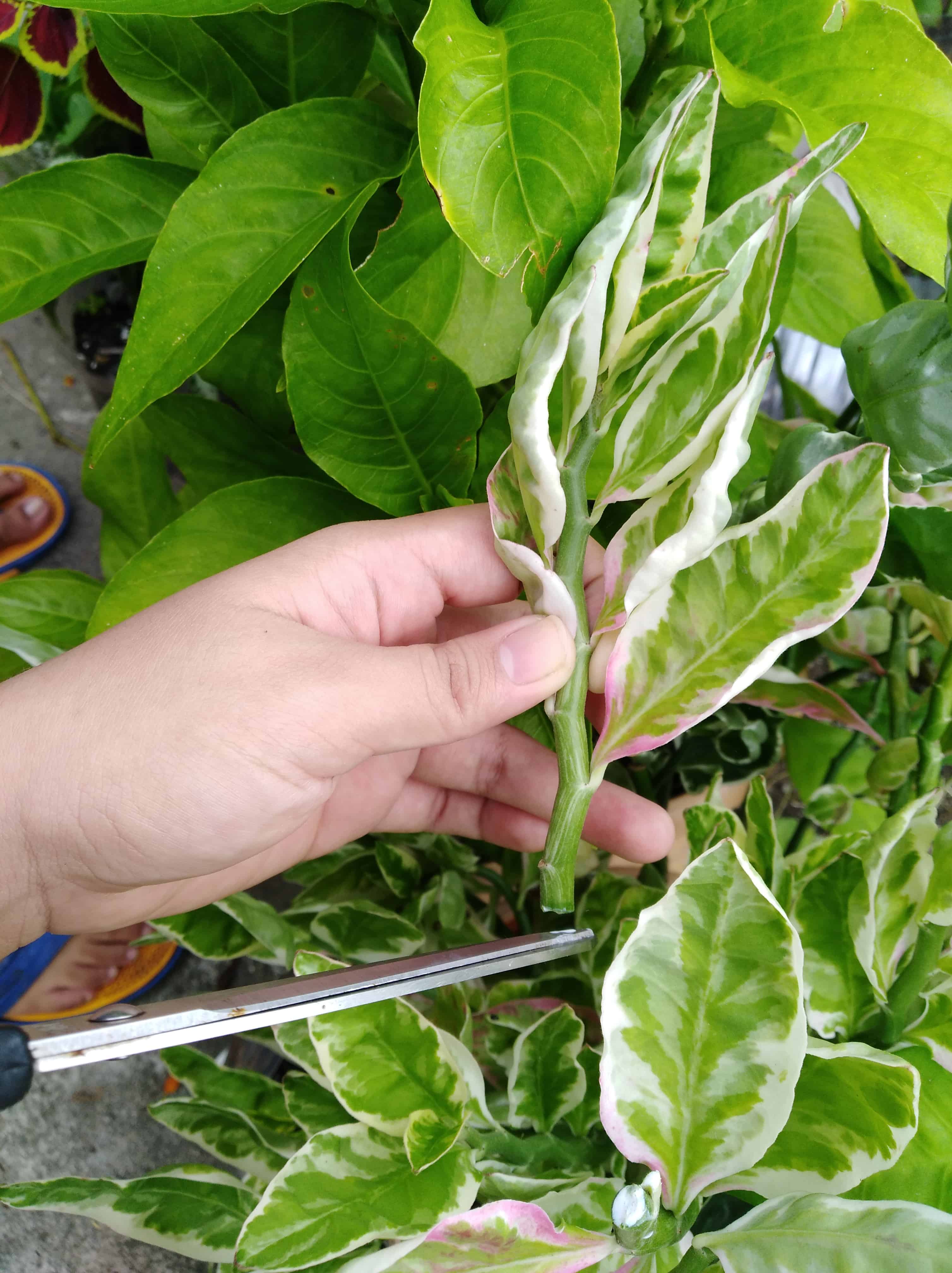 A stem cutting with several nodes and leaves