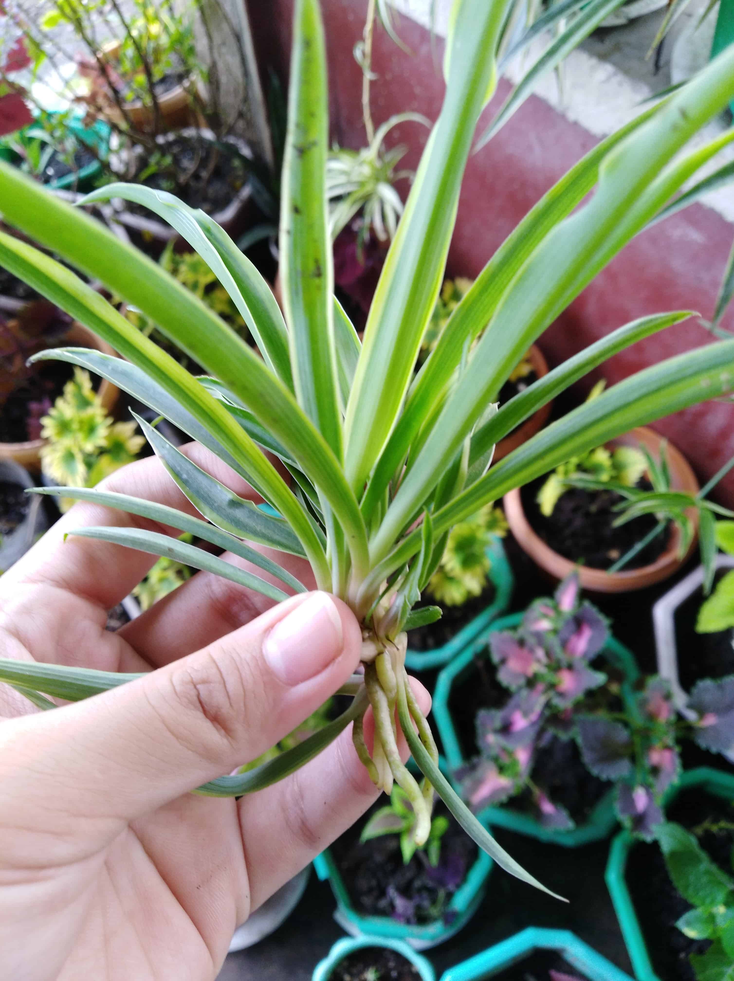 A Spider plant offset separated/cut from its mother plant