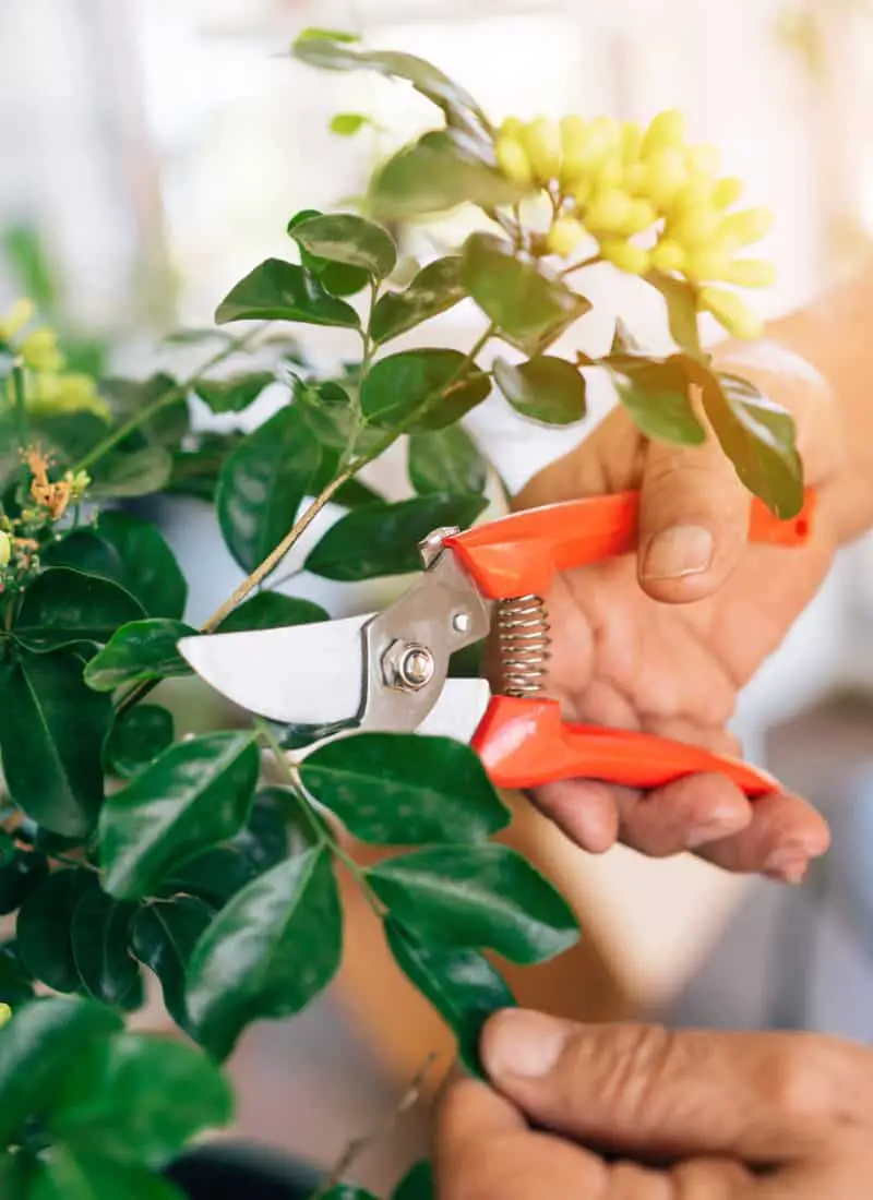 How to Prune your Indoor Plants in 3 Easy Steps