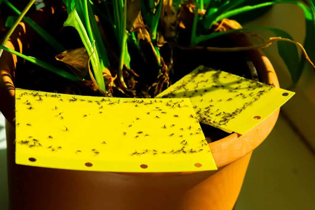 Fungus gnats stuck on yellow sticky traps placed in a plant's pot
