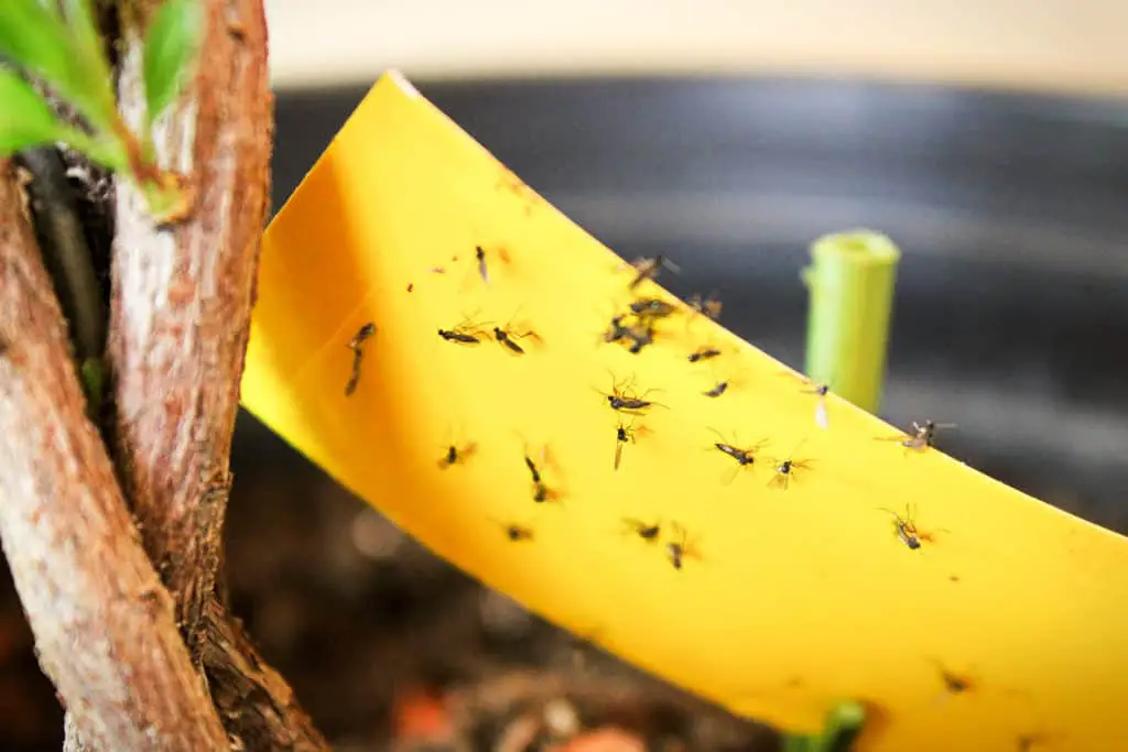 Fungus gnats stuck on yellow sticky trap beside a plant's stem