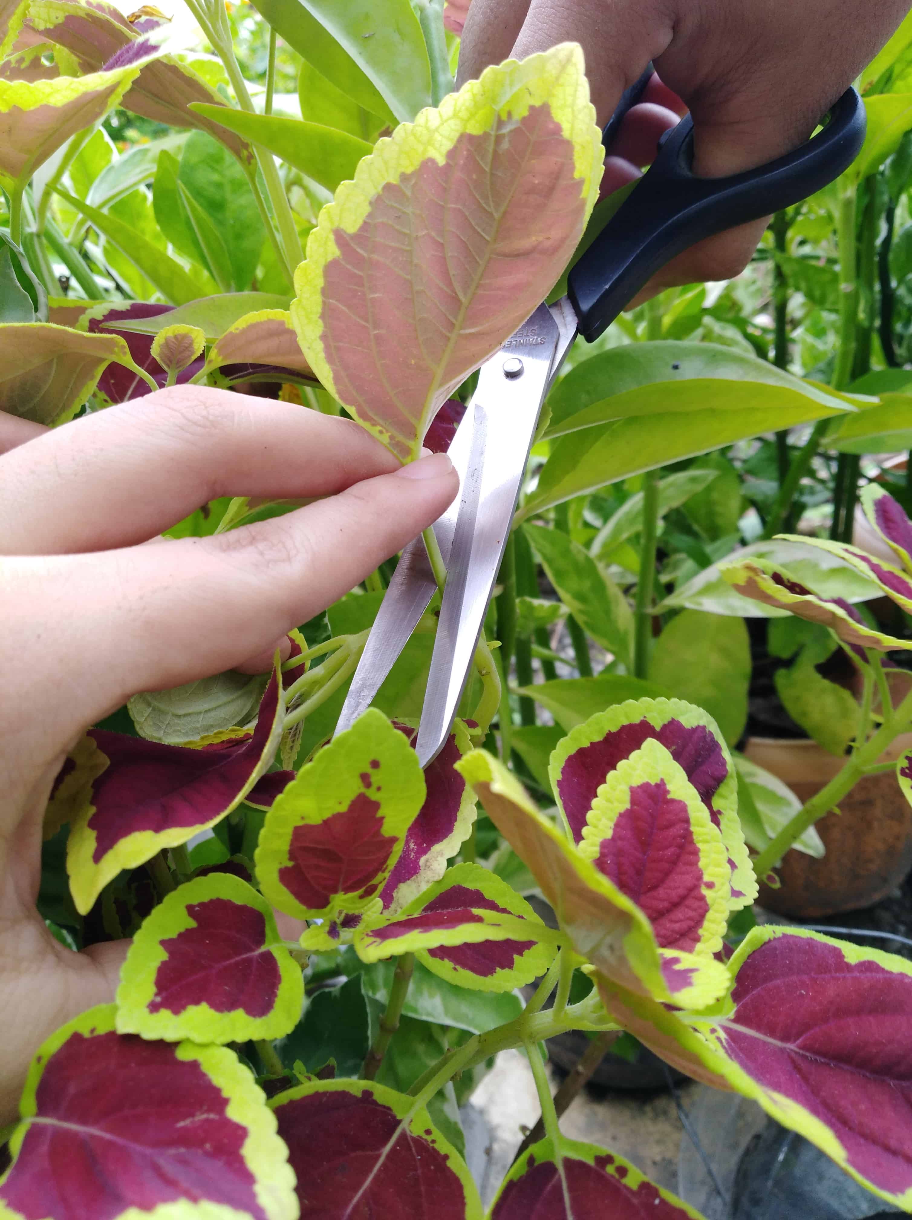Cutting a leaf by its node for propagation