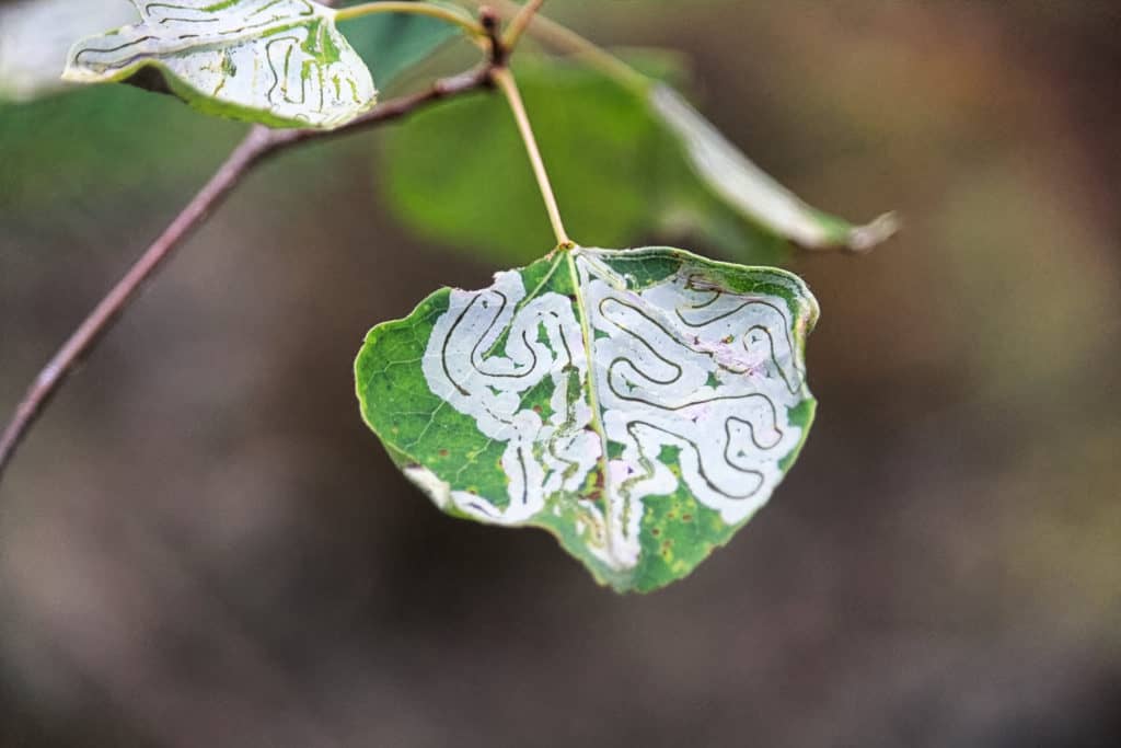 A blotchy leafy with trails inside left by leafminers that have eaten the content