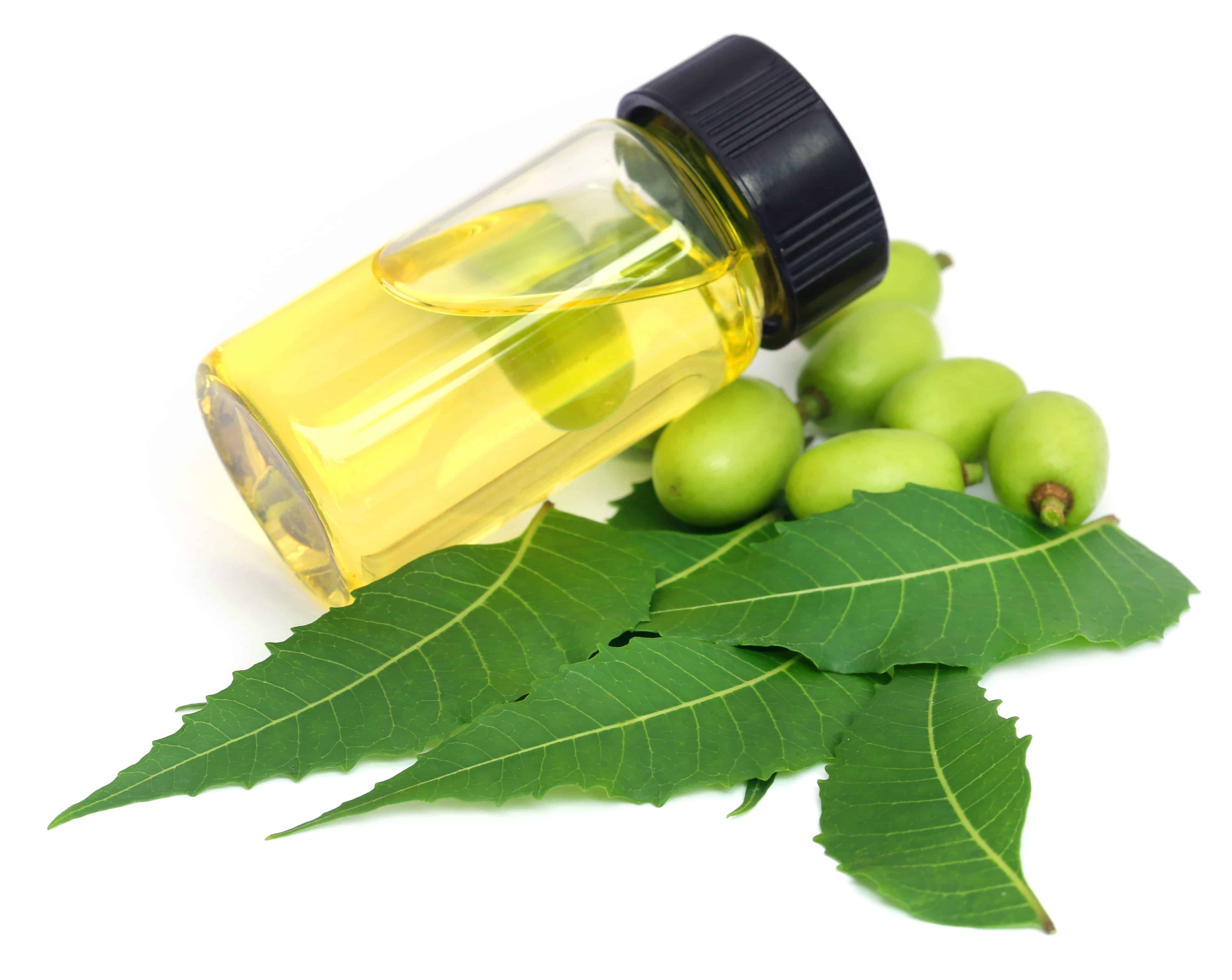 A vial of Neem oil extract next to Neem berries and leaves