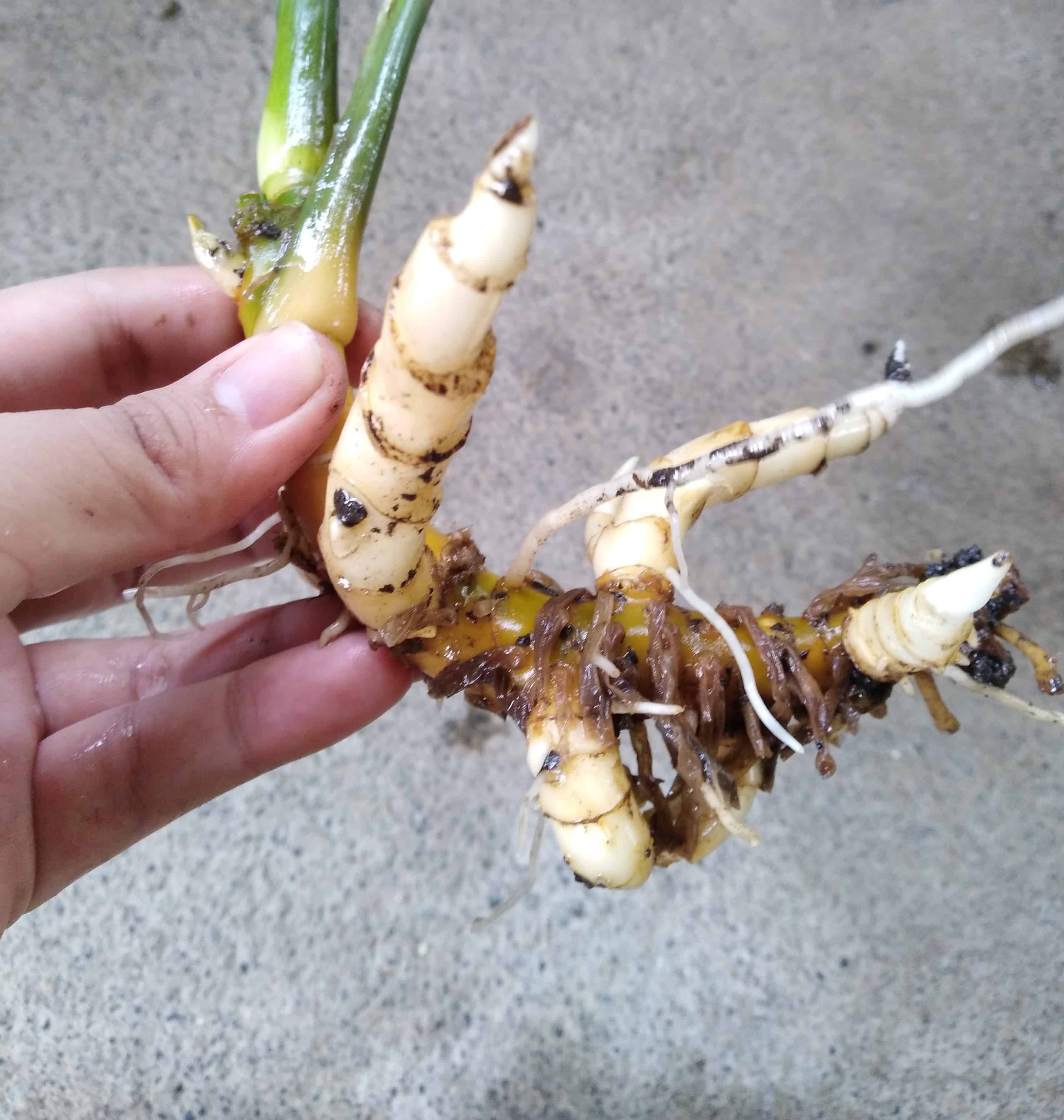 A plant's rhizome with multiple small, dead, and brown roots.