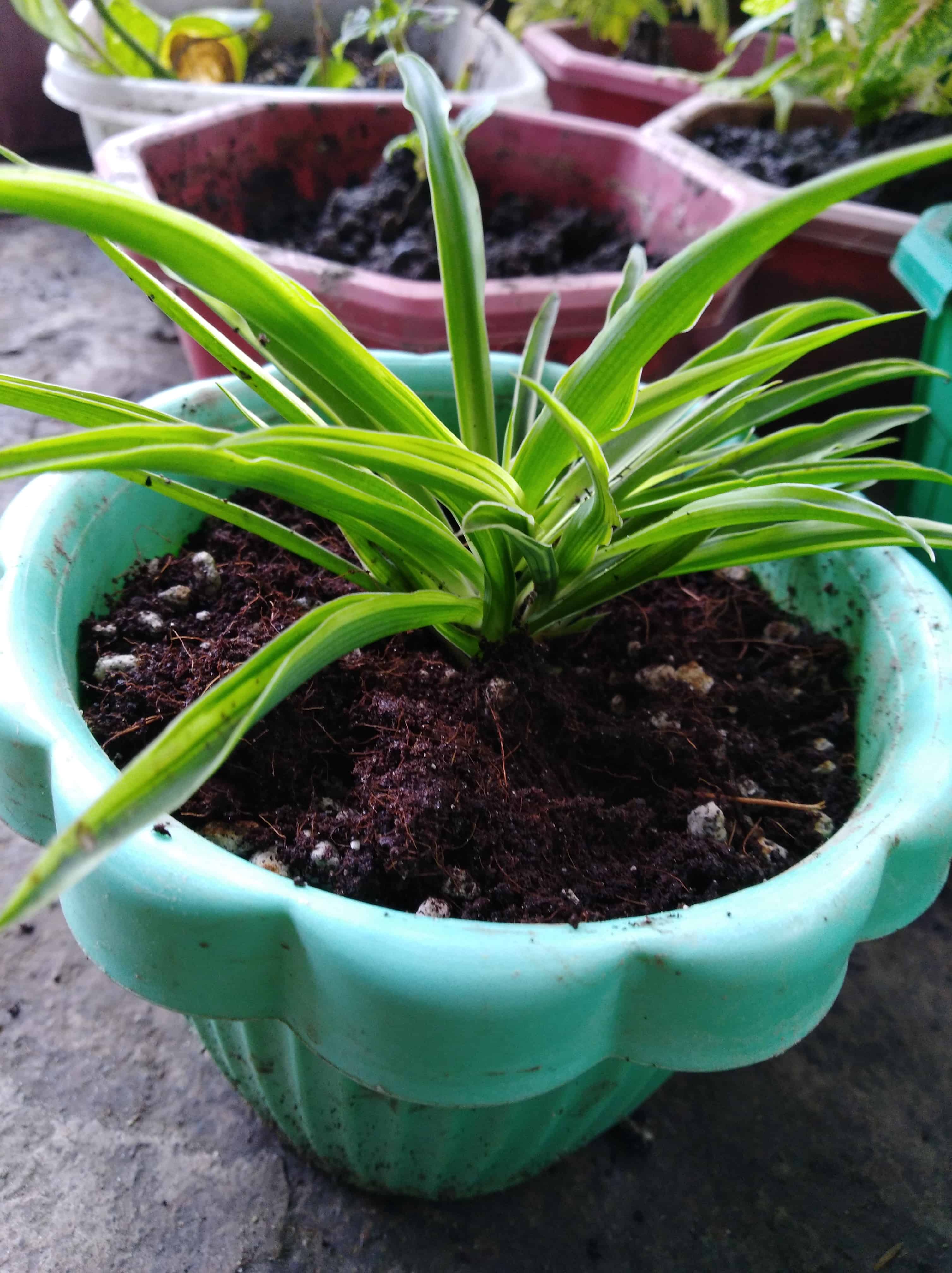 A spider plant offset in its own pot with fresh soil