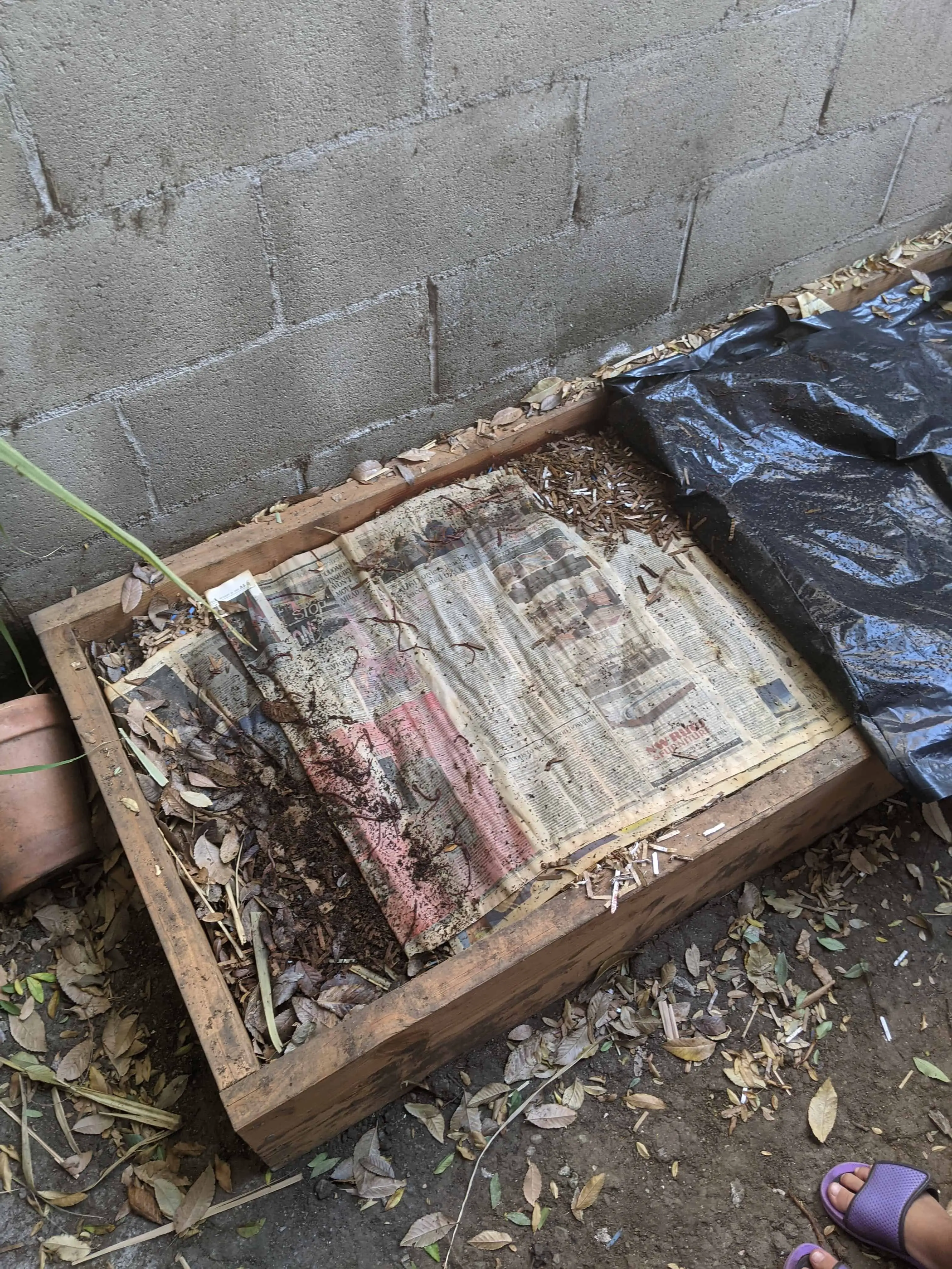 A worm bedding with newspapers and fallen leaves in a raised garden bed.