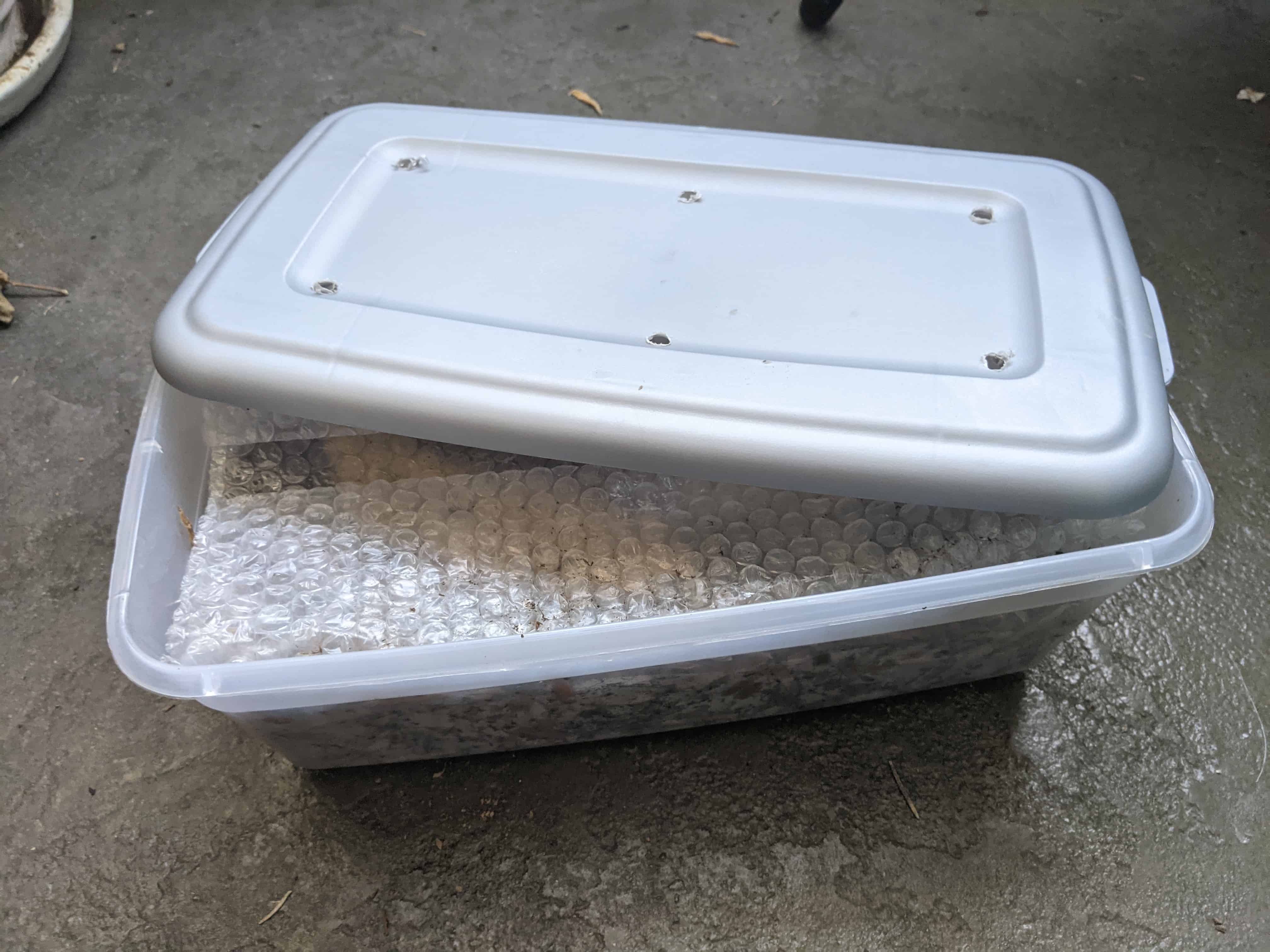 A shallow container with air holes for keeping worms.