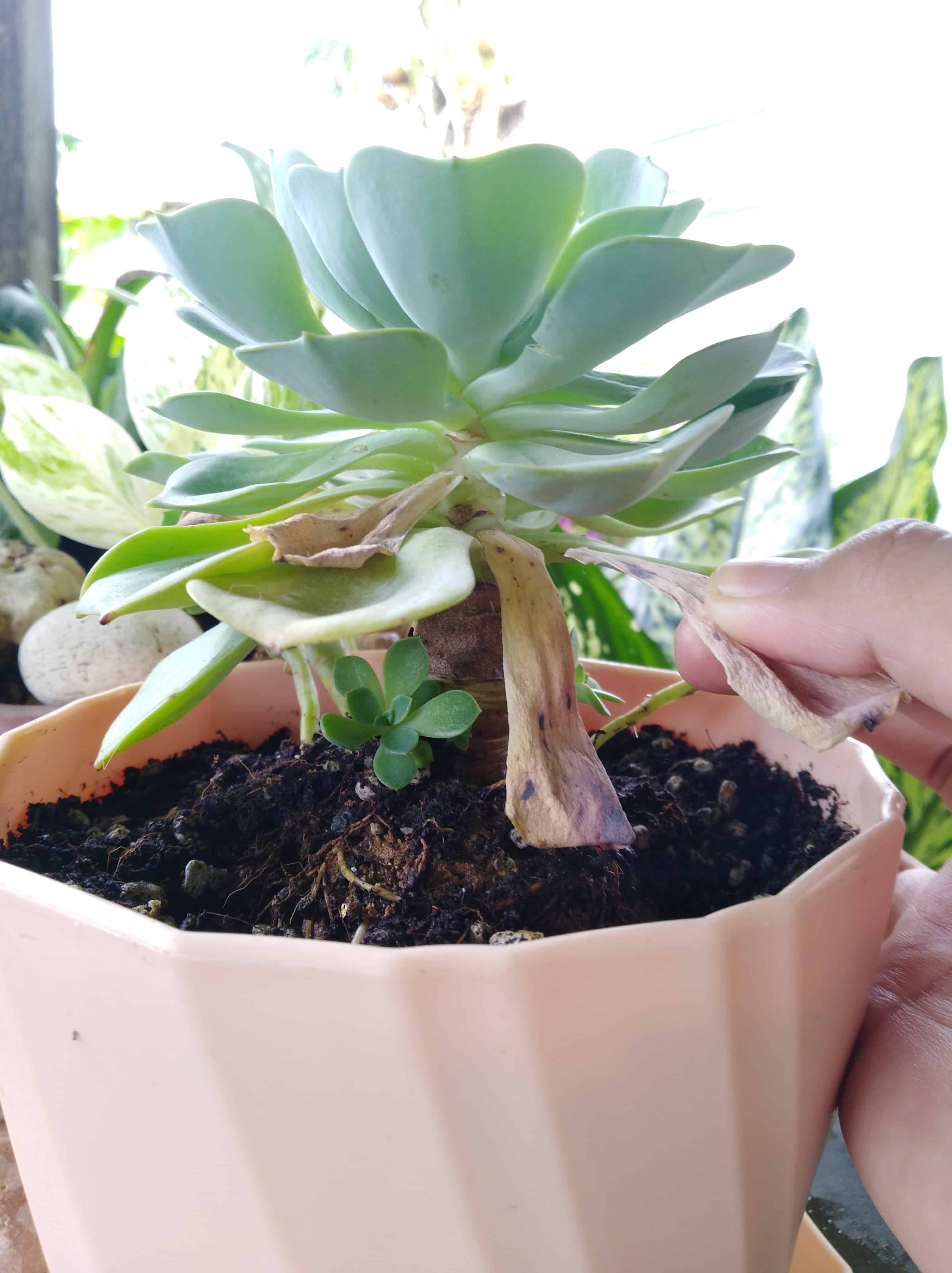 Removing brown, crisped leaves off a rose cabbage succulent.