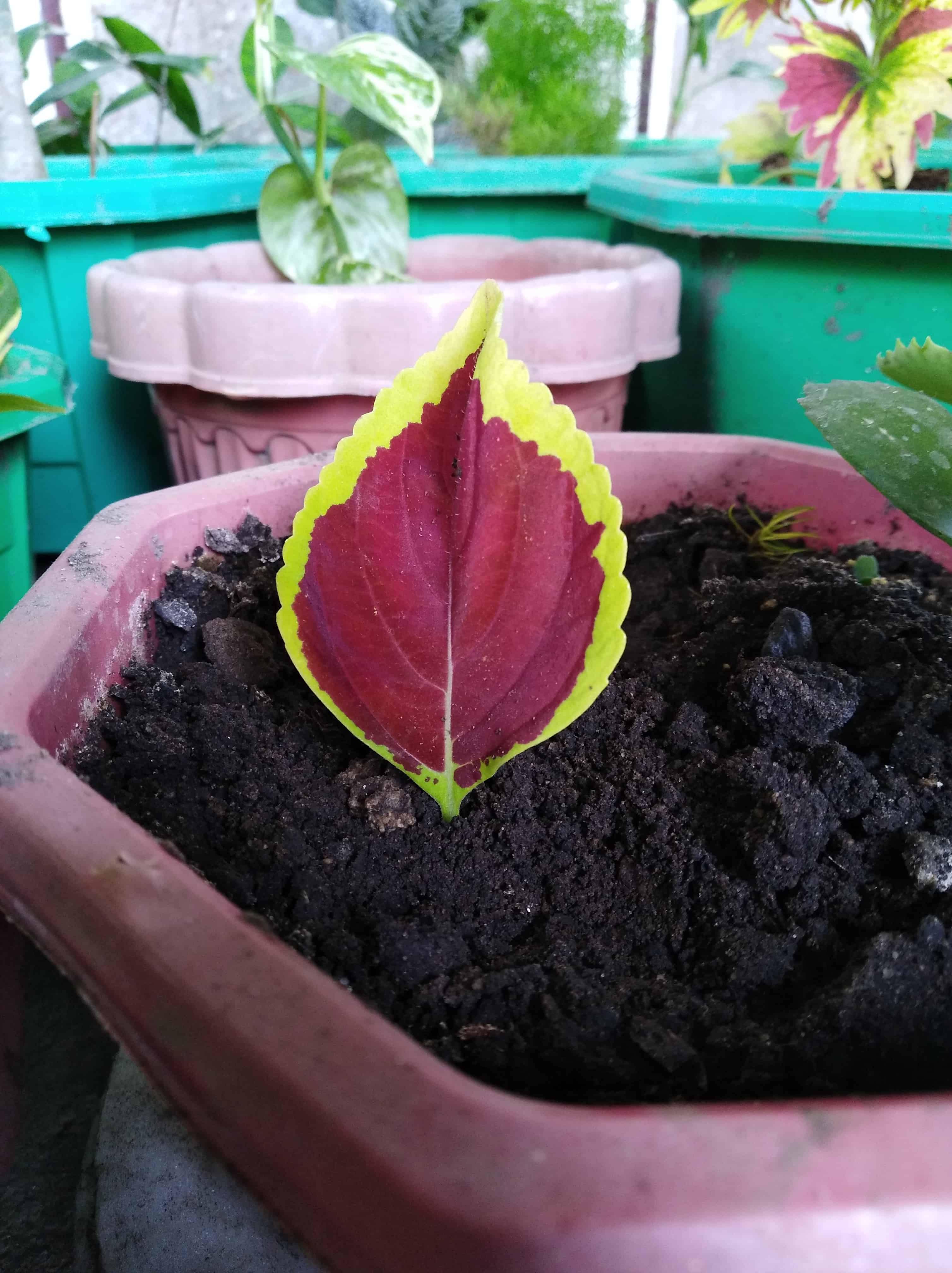 Leaf cutting propagation in moist soil