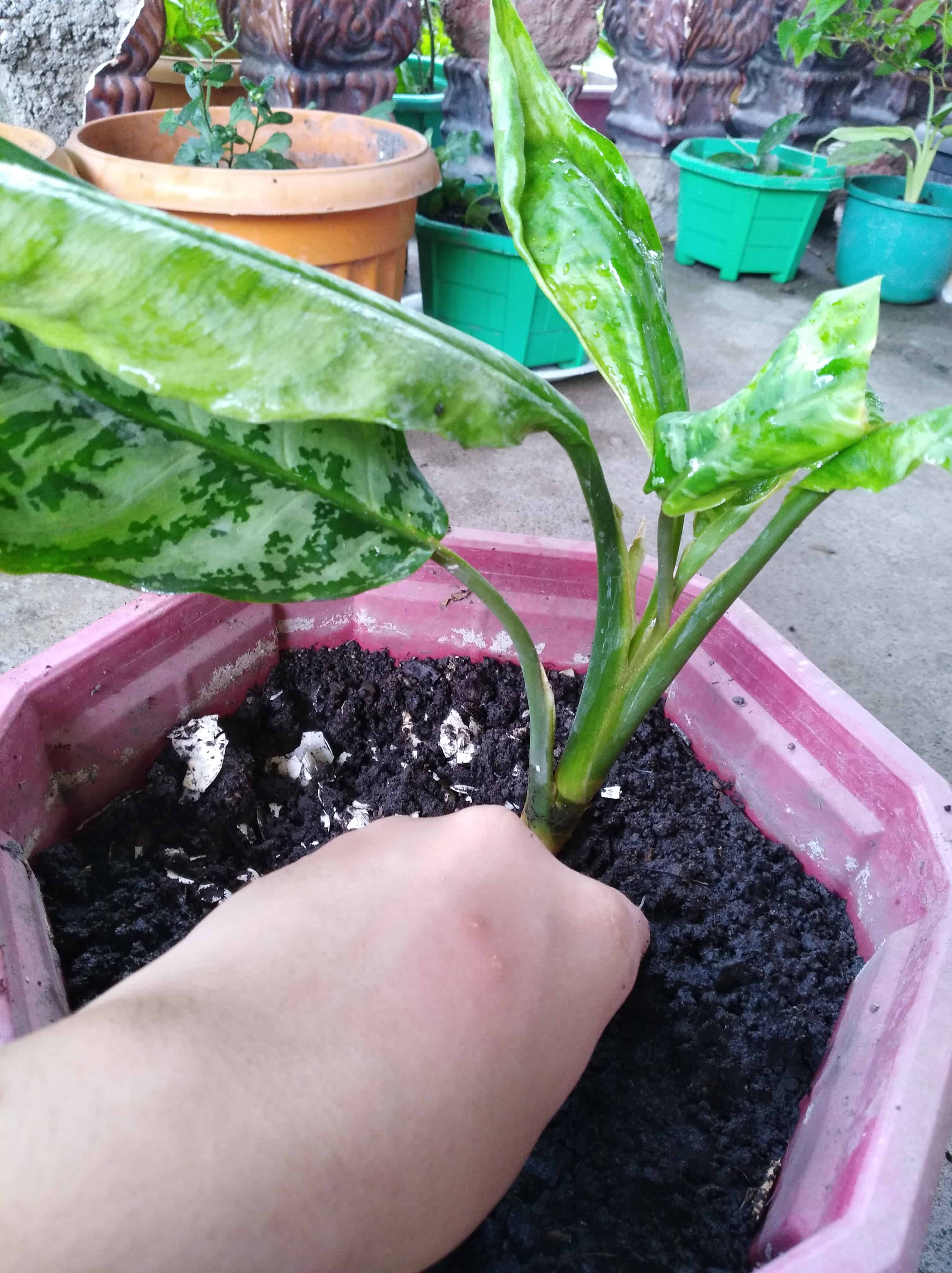 Placing the plant back in a pot with fresh, dry soil after trimming off dead roots and damaged leaves.