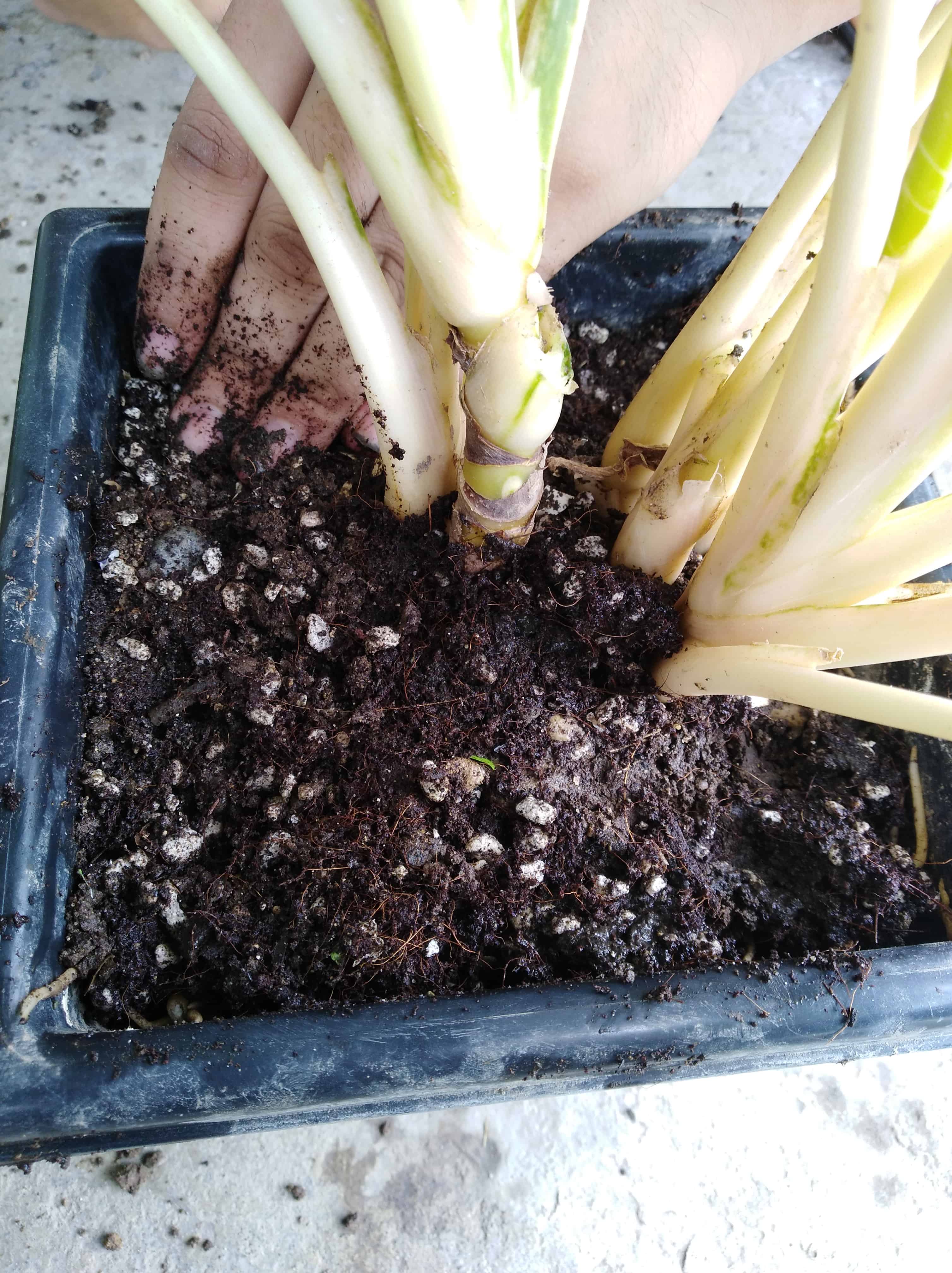 Planting the recently-trimmed-rootbound plant into a new pot with fresh soil.