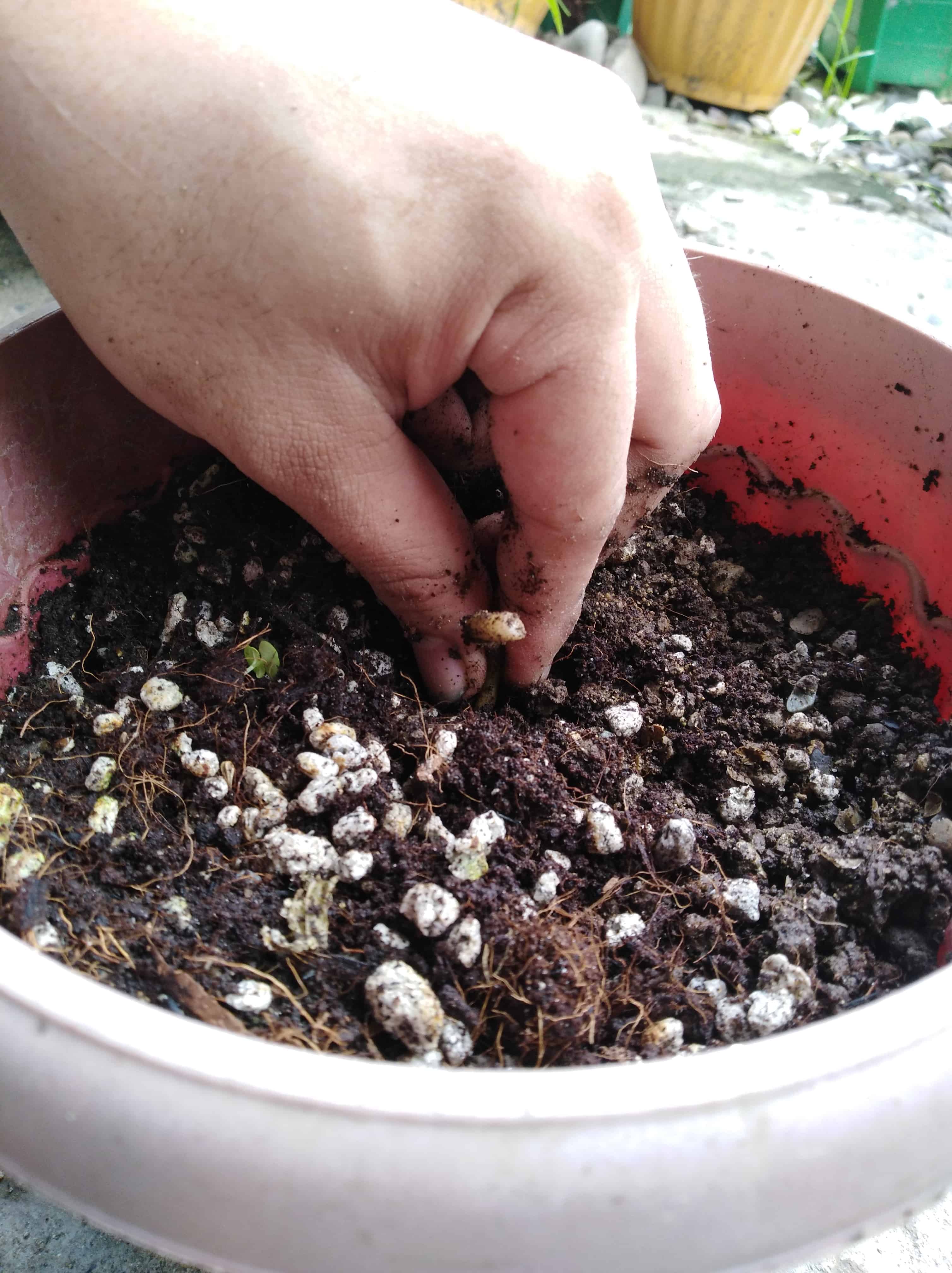 Planting roots in moist soil for propagation