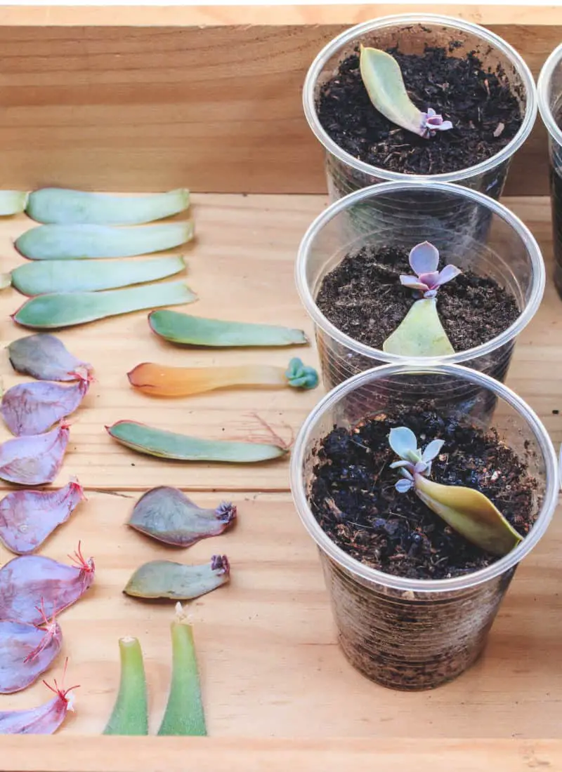 The Ultimate Guide on How to Propagate Houseplants