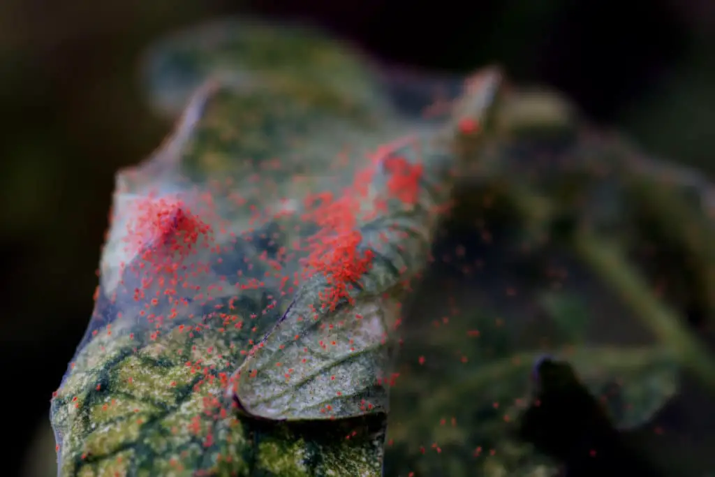 Spider mites on a silky web wrapped around a plant's leaves
