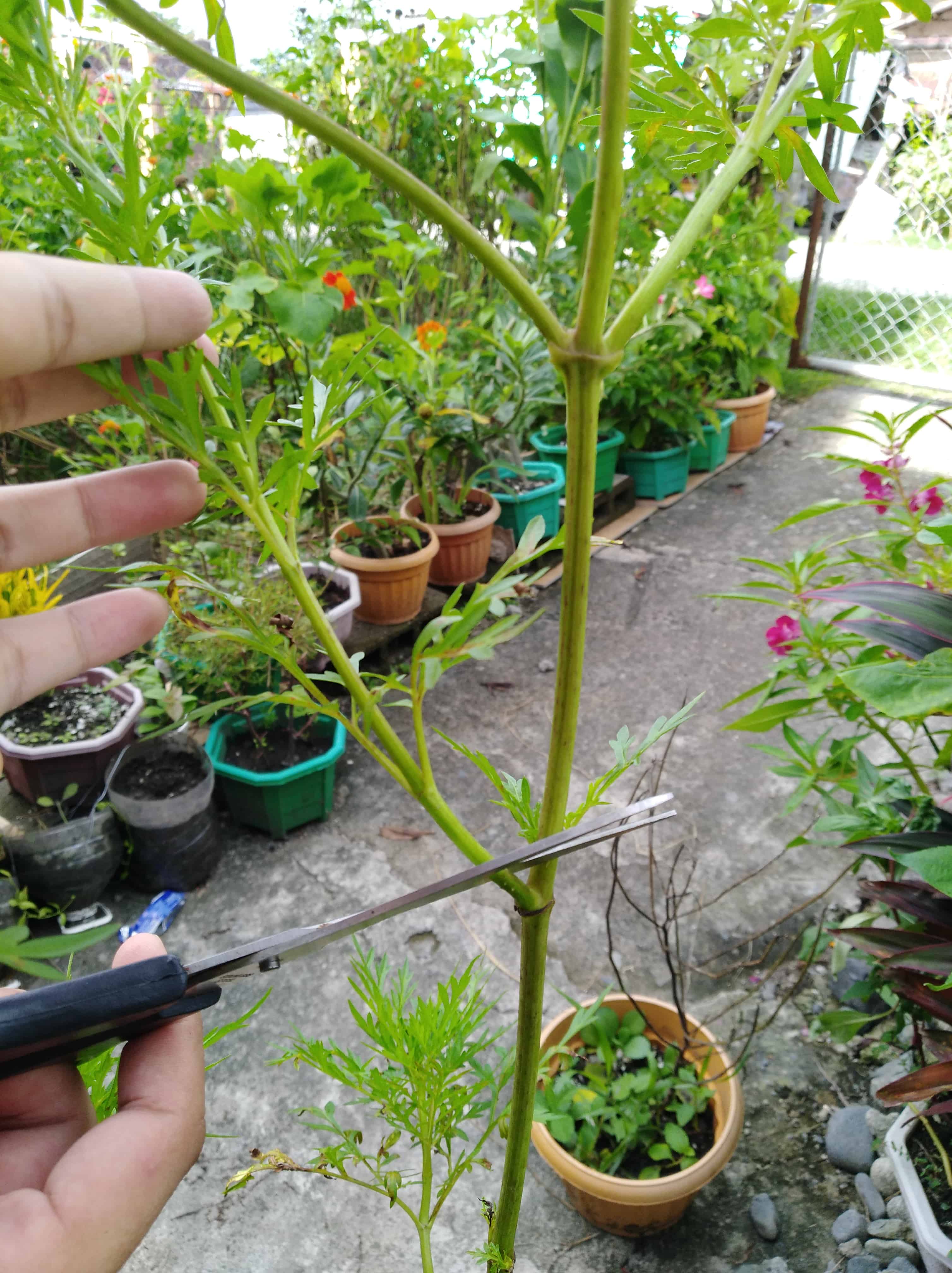 Selectively pruning the plant by removing side branches.