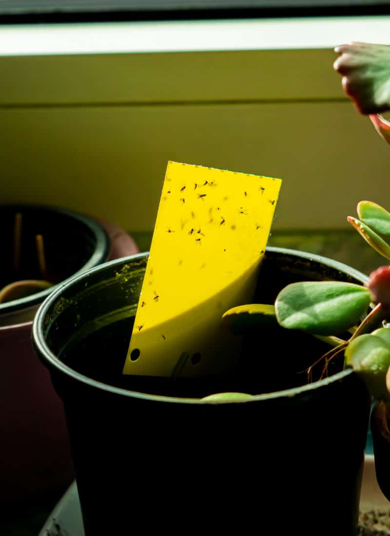 How to Rescue Plants from Common Houseplant Pests & Diseases