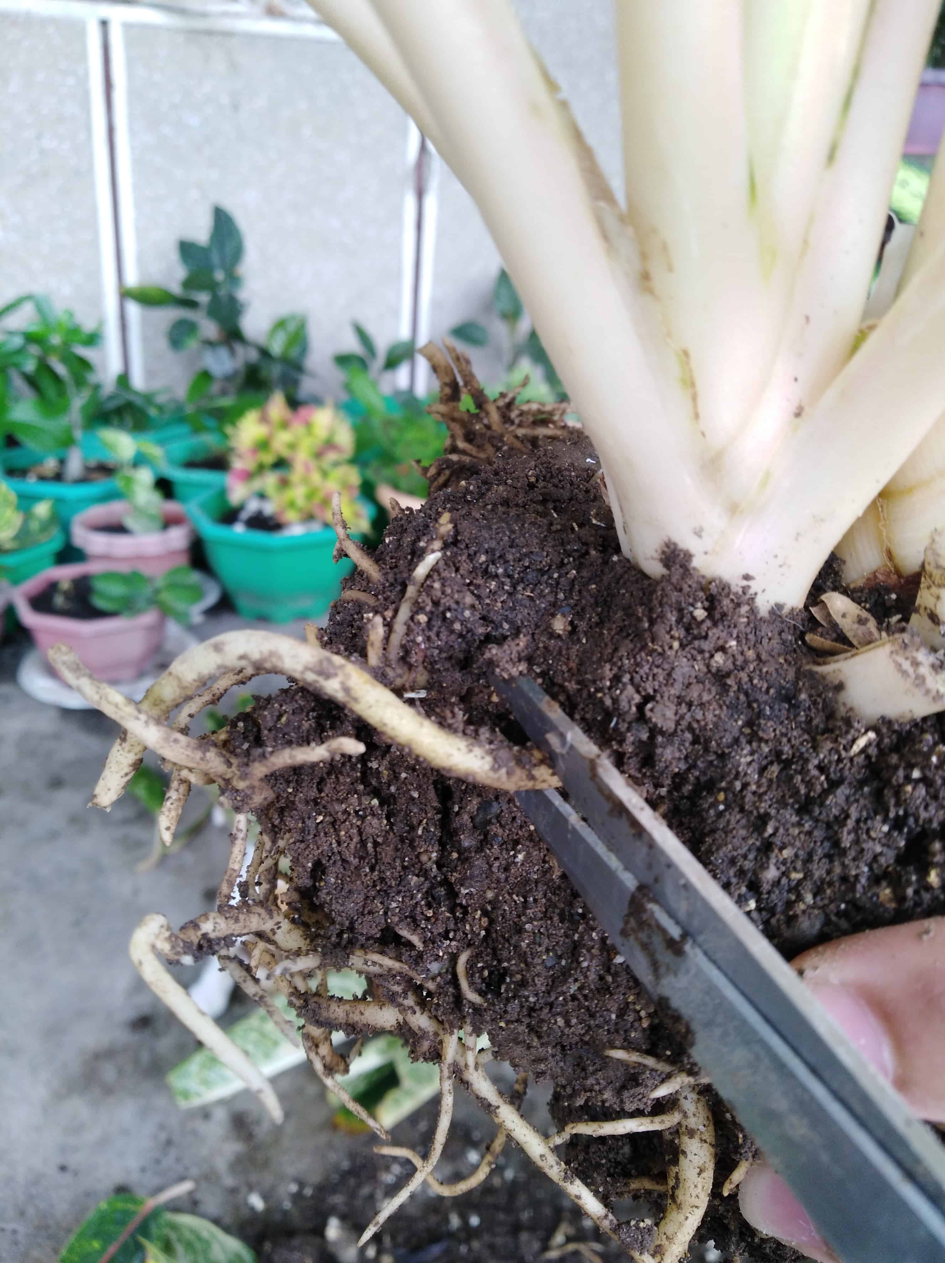 Cutting off roots for propagation