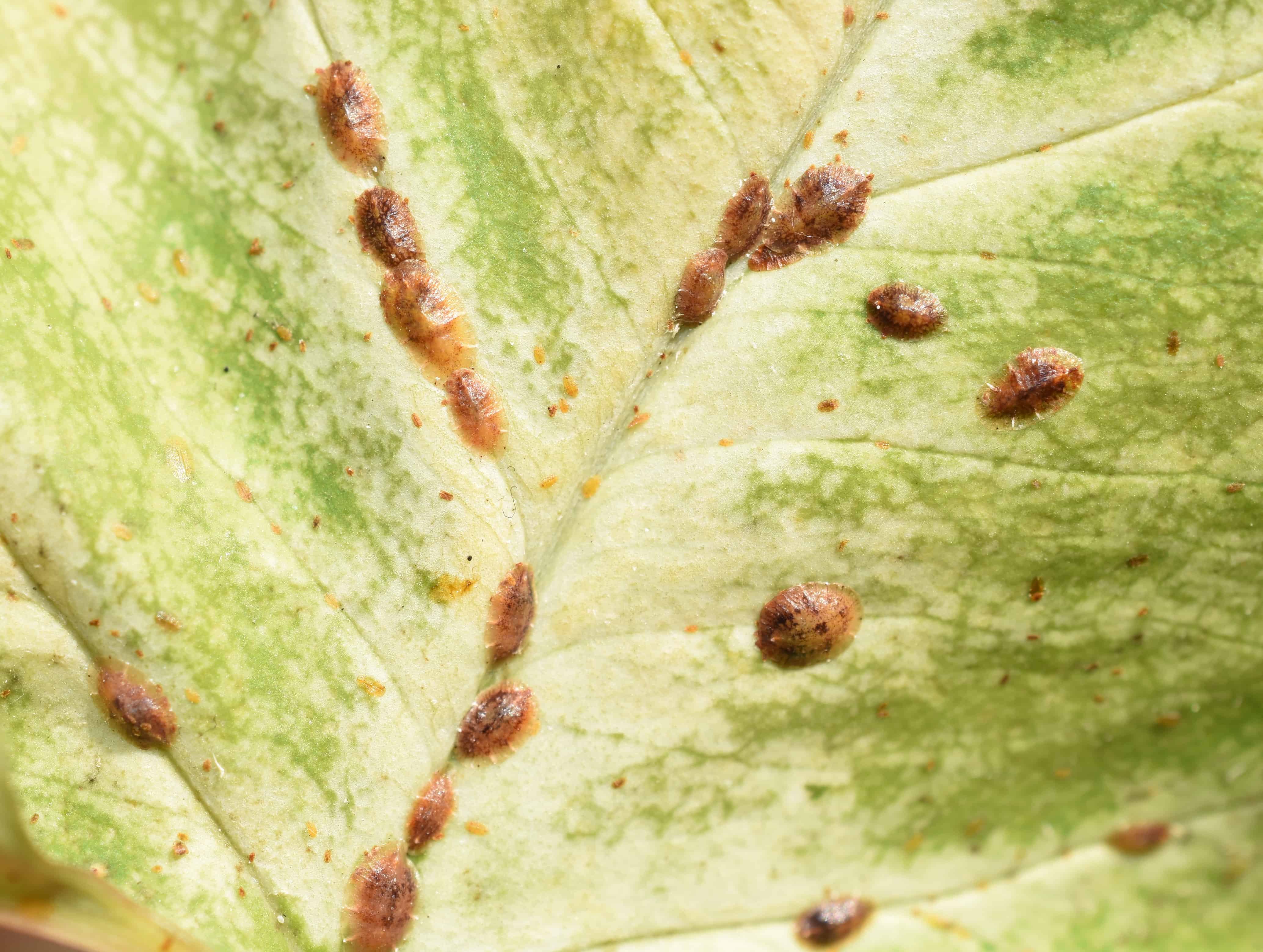 Brown scales feeding on a leaf
