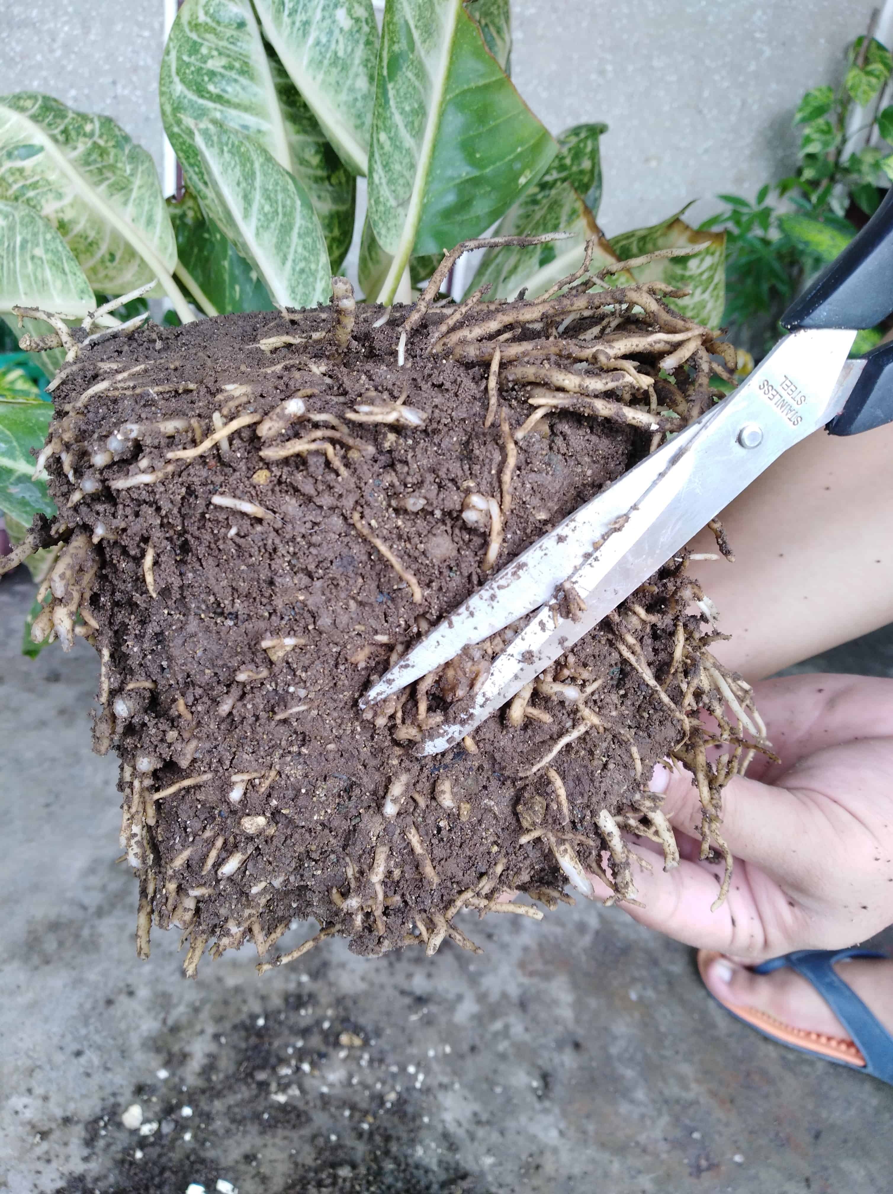 Trimming off the dense bottom layer of roots.