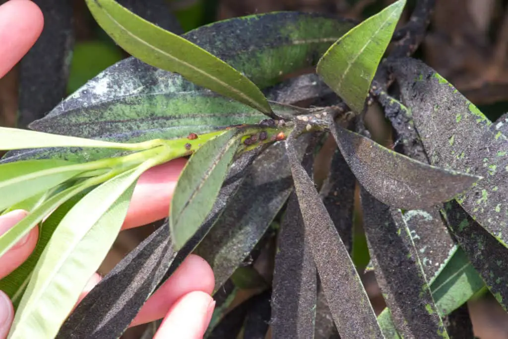 Black sooty mold on the leaves caused by fungal spores feeding on honeydew secretions left on the foliage