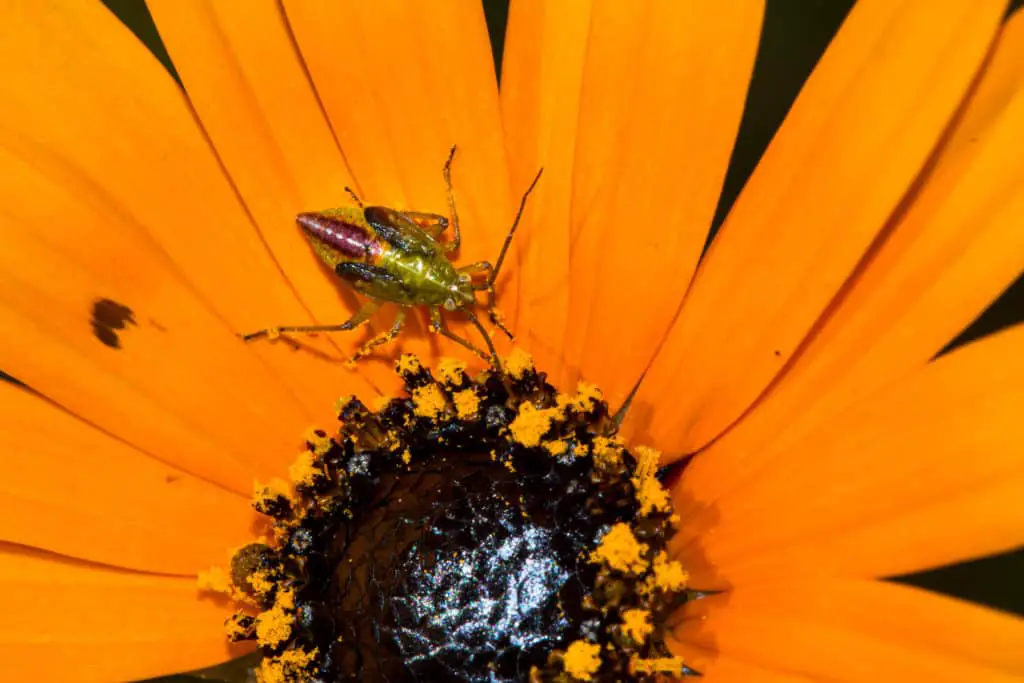 A thrip feeding on a flower's nectar
