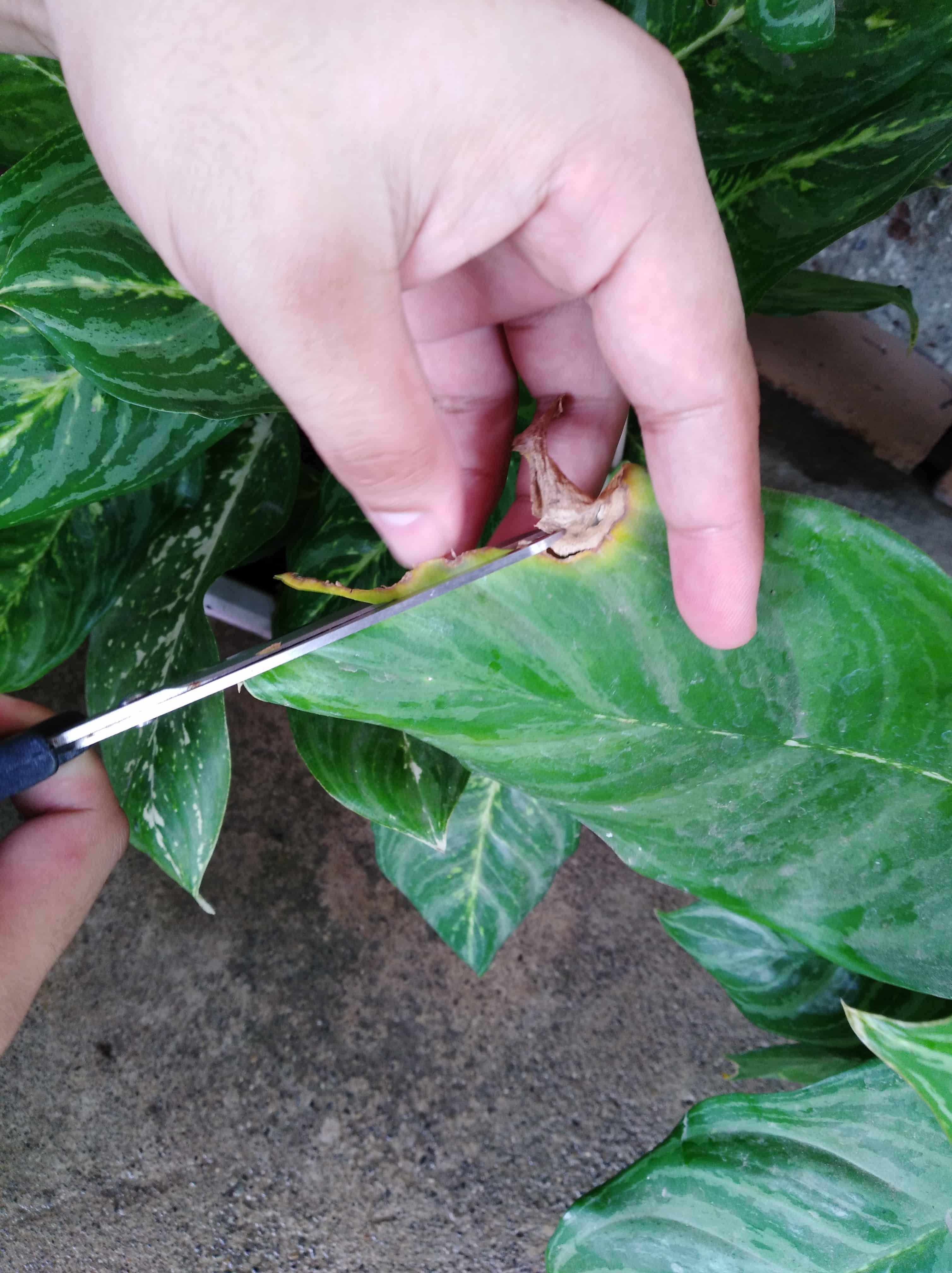 Trimming off a scorched and damaged part of a leaf.