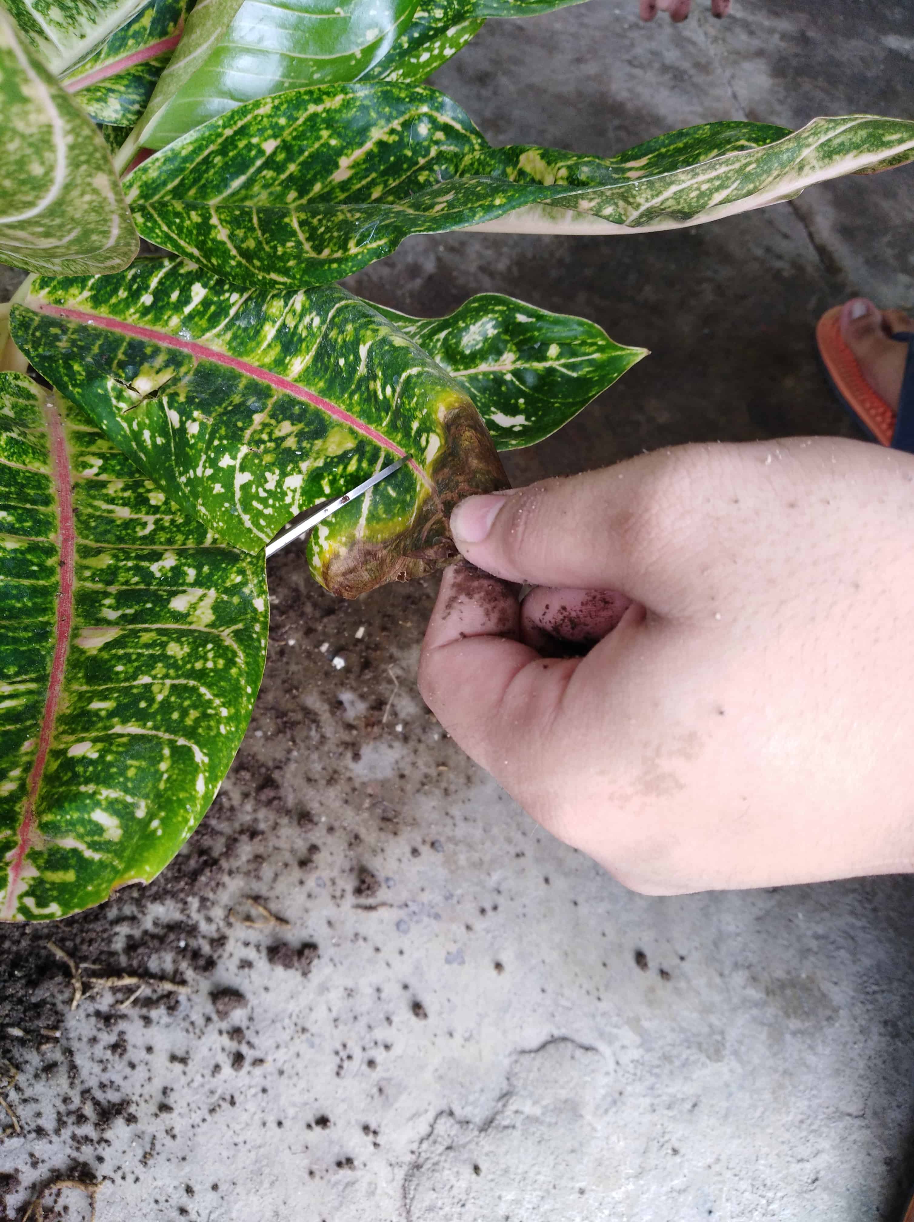 Cutting off brown, damaged parts of the plant's leaves.