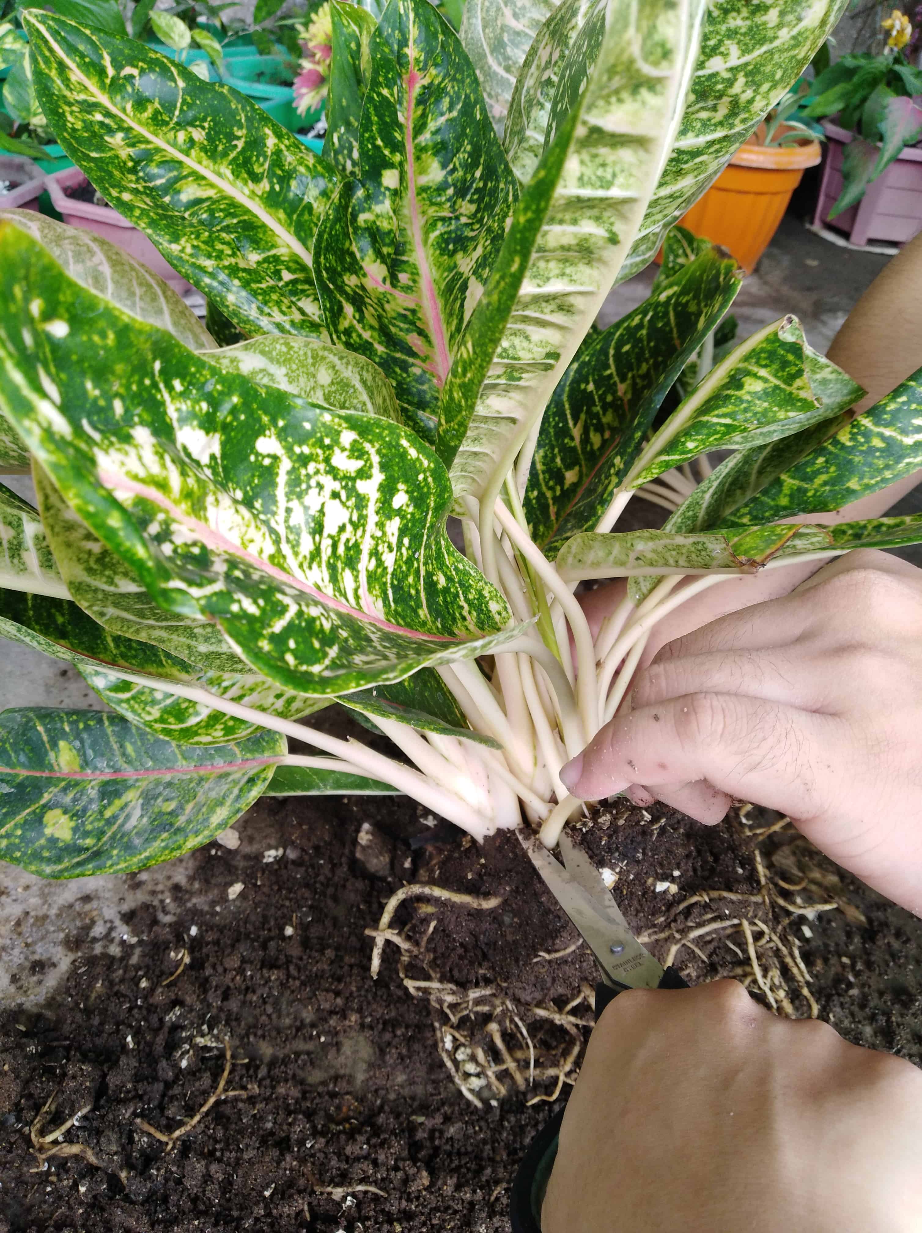 Snipping off stems of the plant to balance the remaining roots with the remaining foliage.