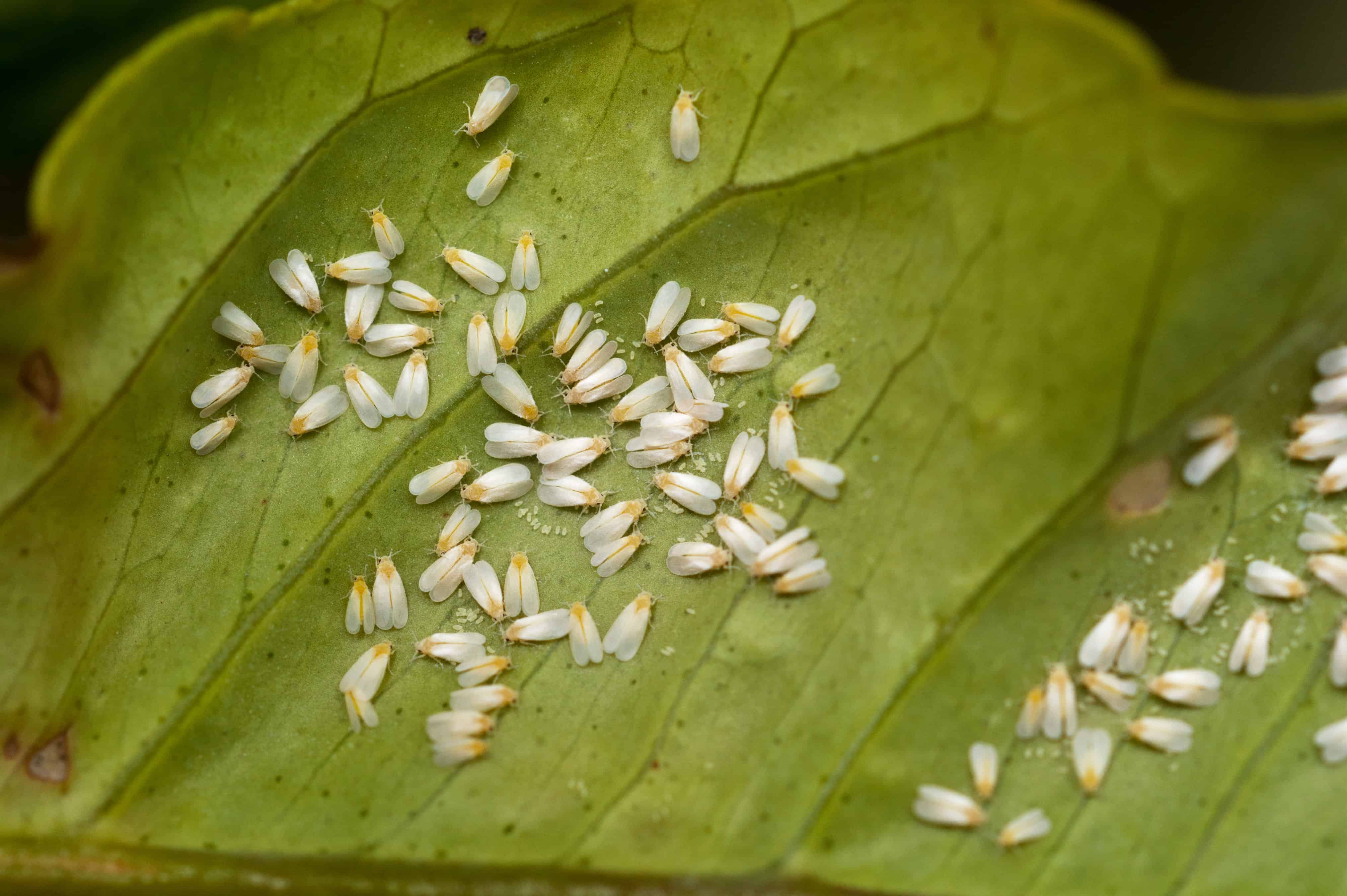 Whiteflies laying eggs underneath a leaf