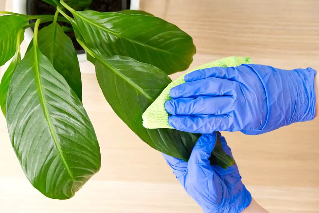 Wiping the leaves down with a damp cloth while wearing disposable gloves