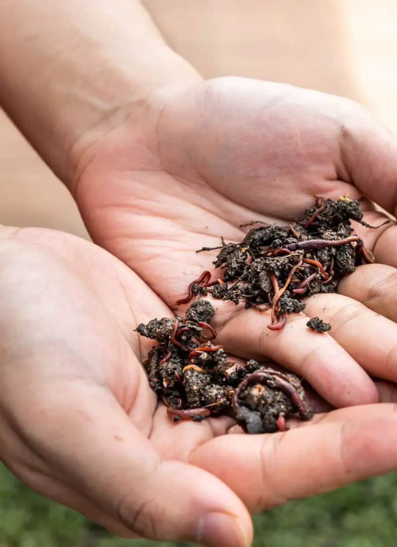 Secrets to Successful Vermicomposting – Advice from Will’s Worms