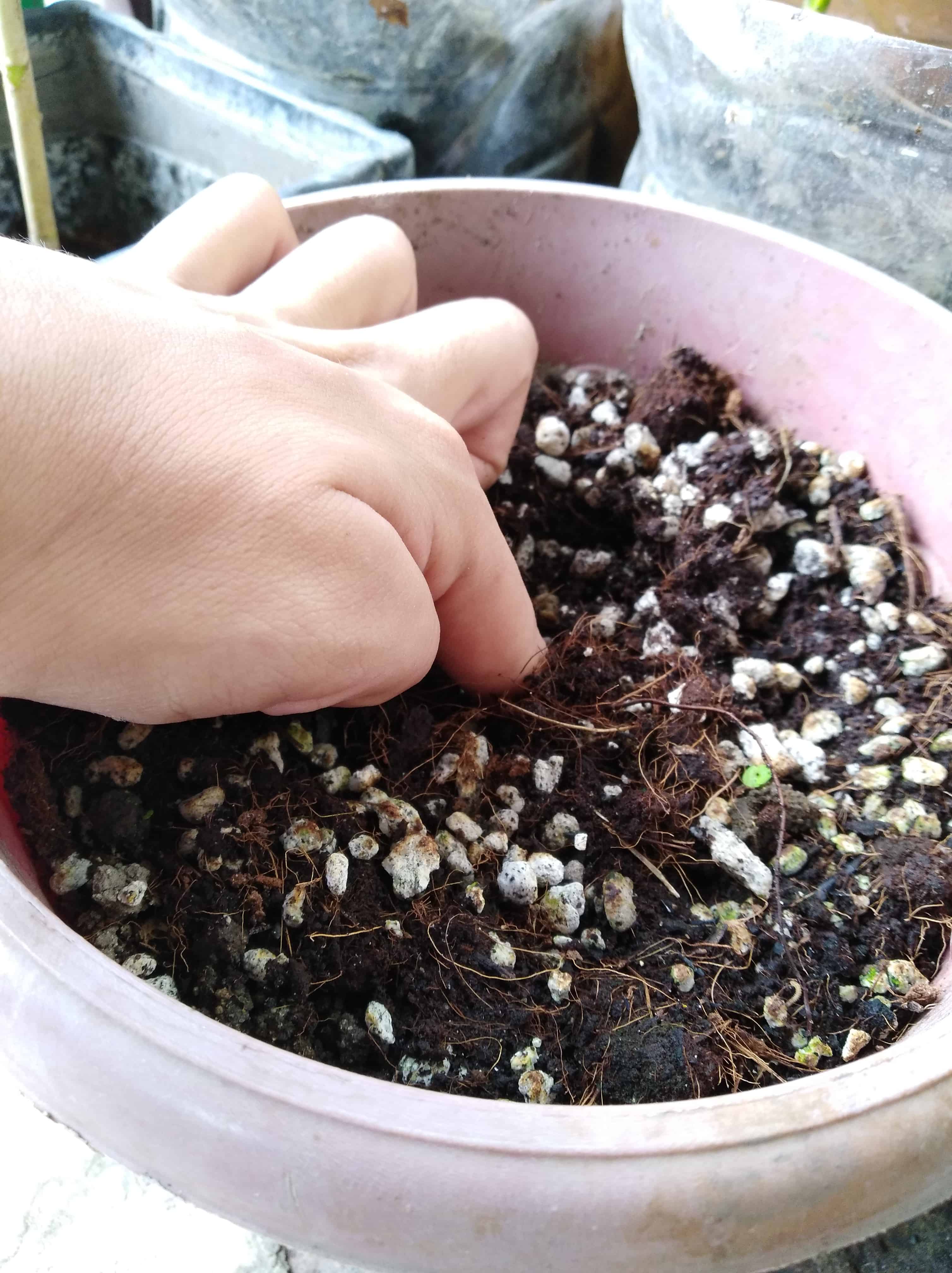 Poking a hole in fresh soil for propagation