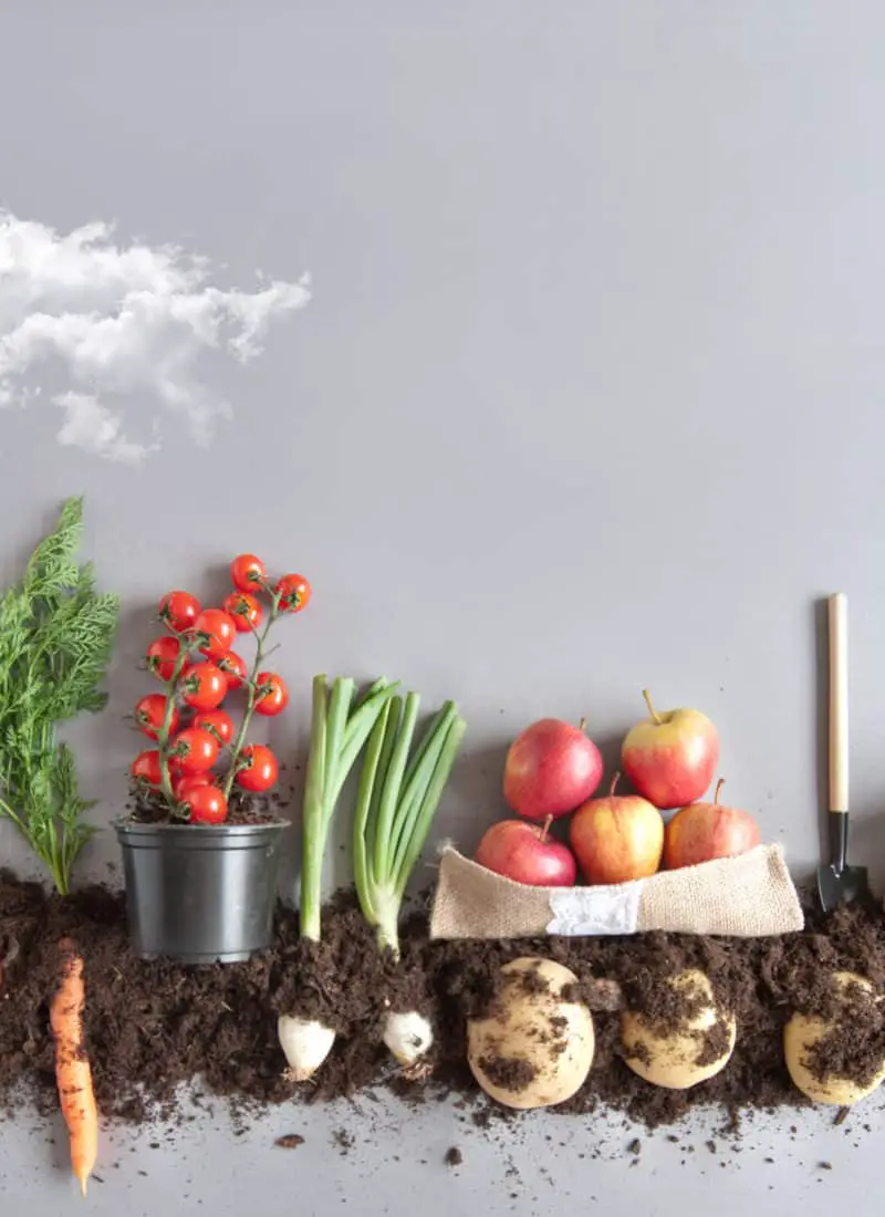 What is the Best Food to Feed your Vegetable Garden?