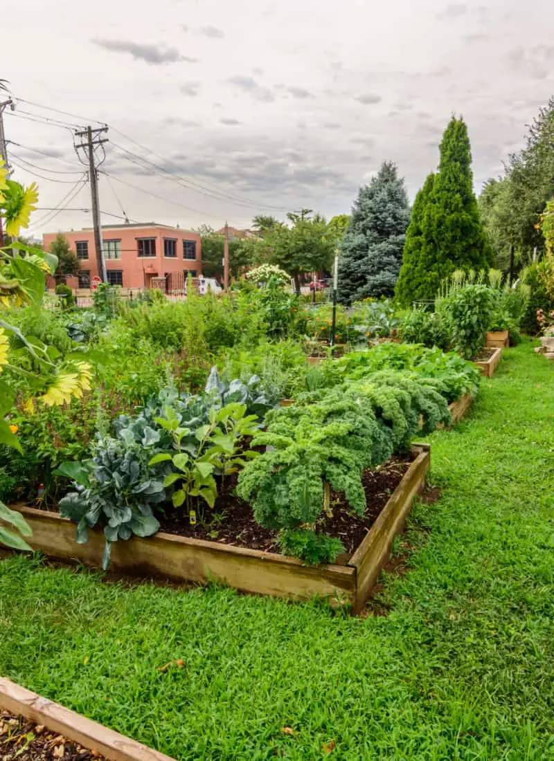 How to Design a Practical and Beautiful Food Garden
