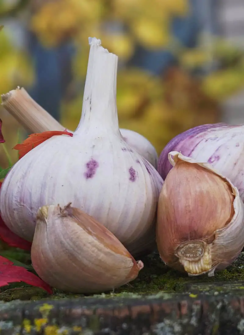 26 Best Garlic Varieties to Plant in Zone 5 Easily