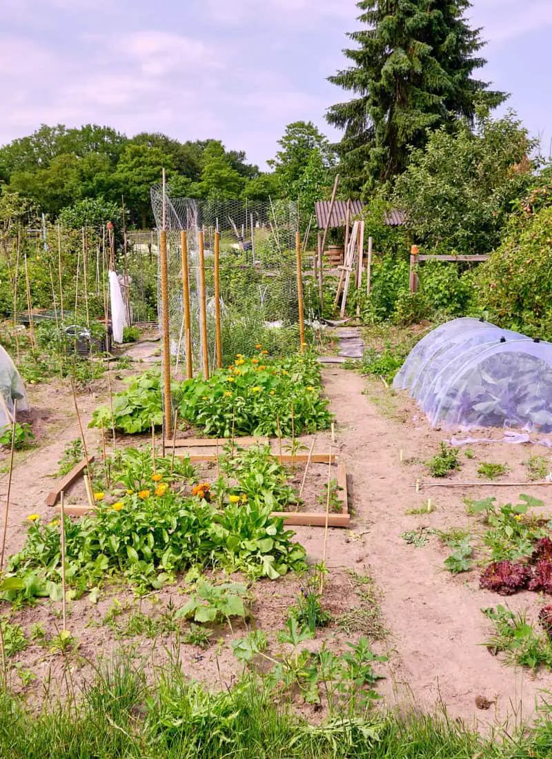 Introduction on the Kitchen Garden: The Food Garden You Need