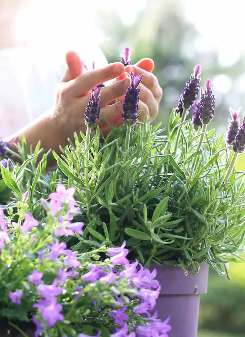 The Truth About Why and How Lavender Turns Grey