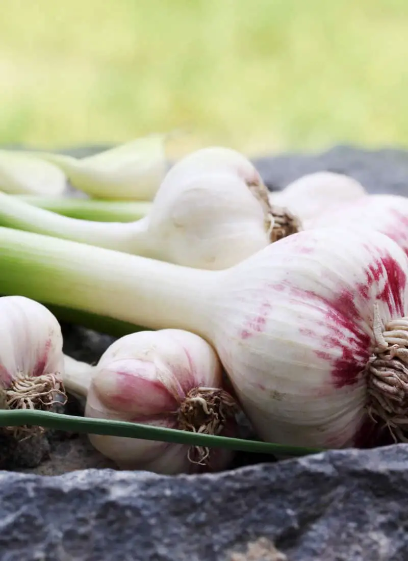 20 Best Garlic Varieties You Need to Try & Start Planting
